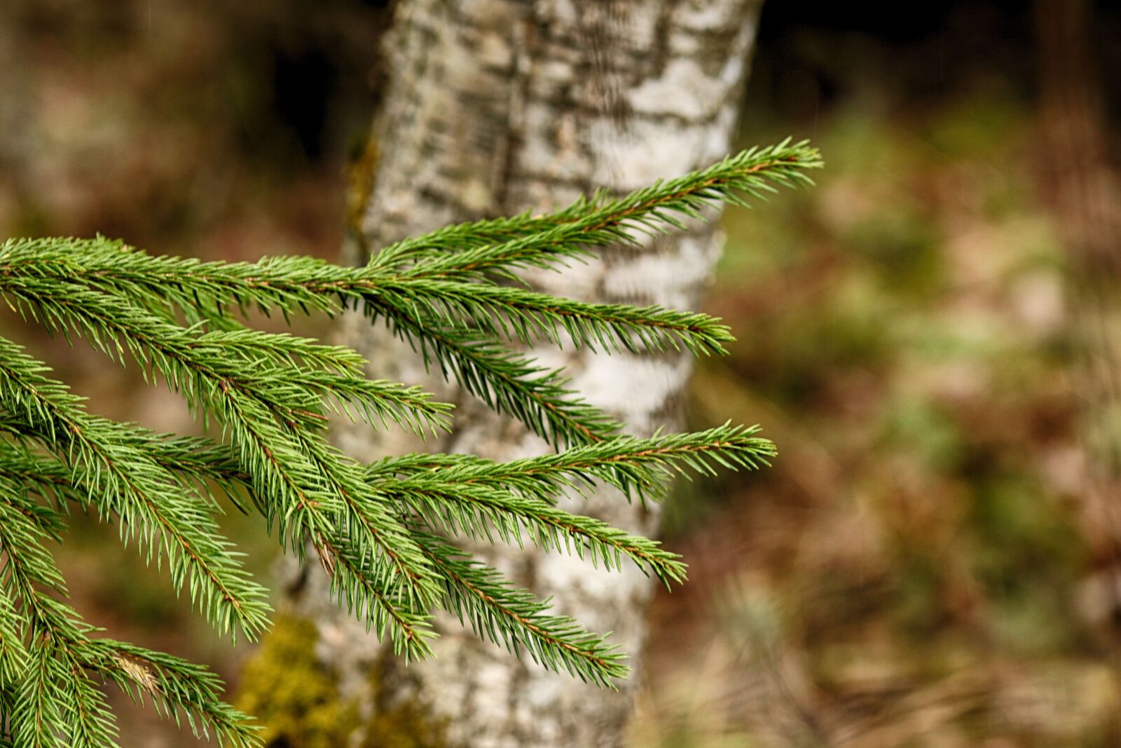 Canon EOS 7D Mark II + Canon EF 135mm F2L USM sample photo. Nature, outdoors, tree photography
