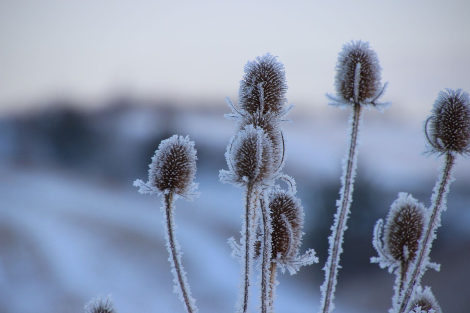 Canon EOS 600D (Rebel EOS T3i / EOS Kiss X5) sample photo. Thistle, frozen, nature photography