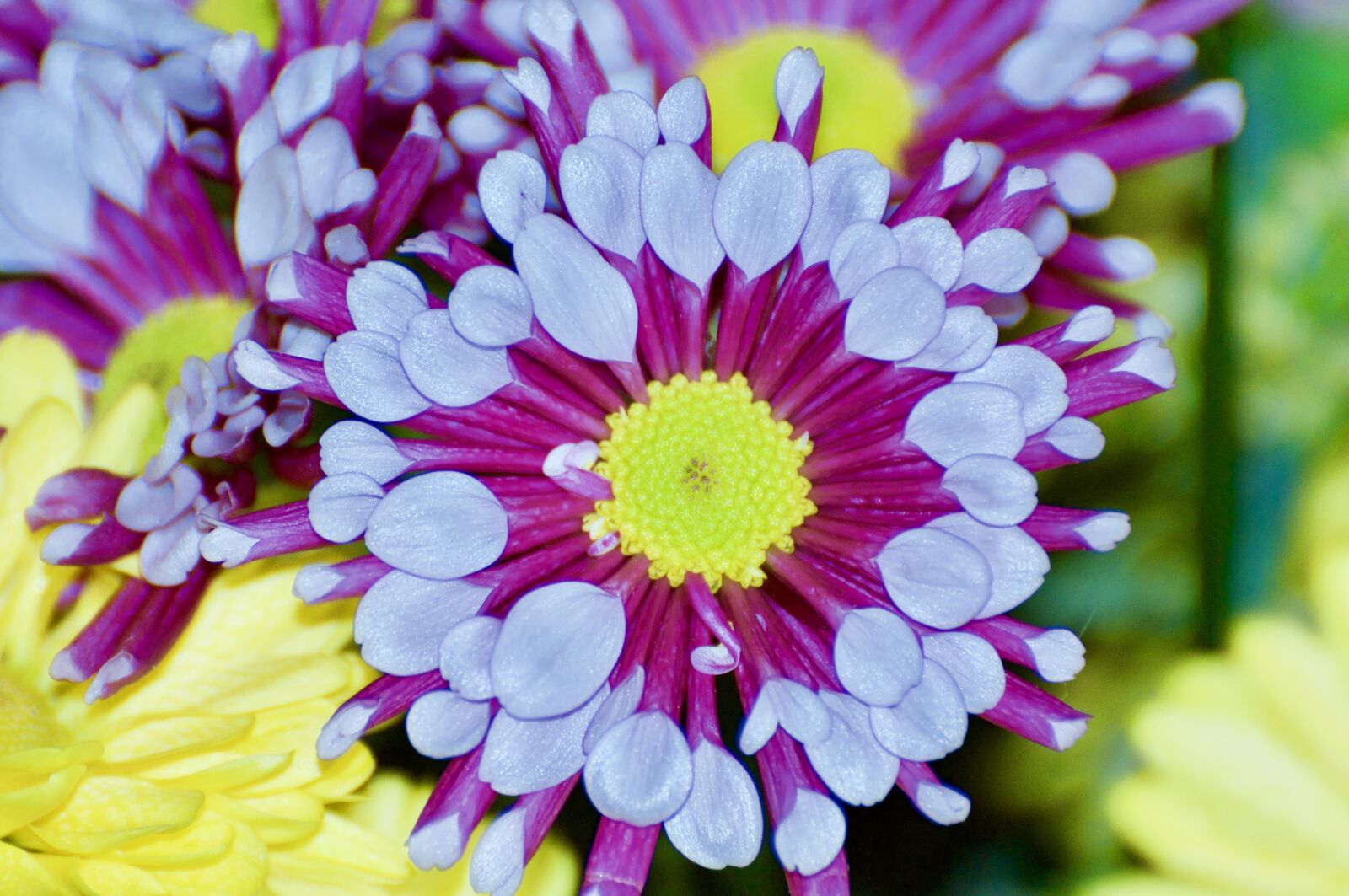 Nikon D90 sample photo. Chrysanthemum, petals, flowers photography