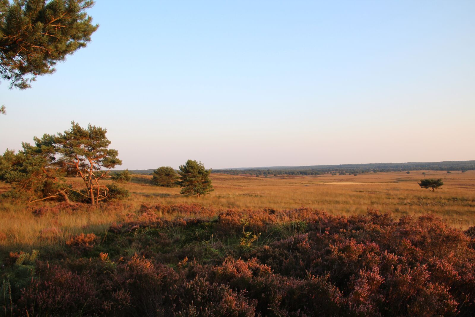 Canon EOS 1200D (EOS Rebel T5 / EOS Kiss X70 / EOS Hi) sample photo. Veluwe, netherlands, nature photography