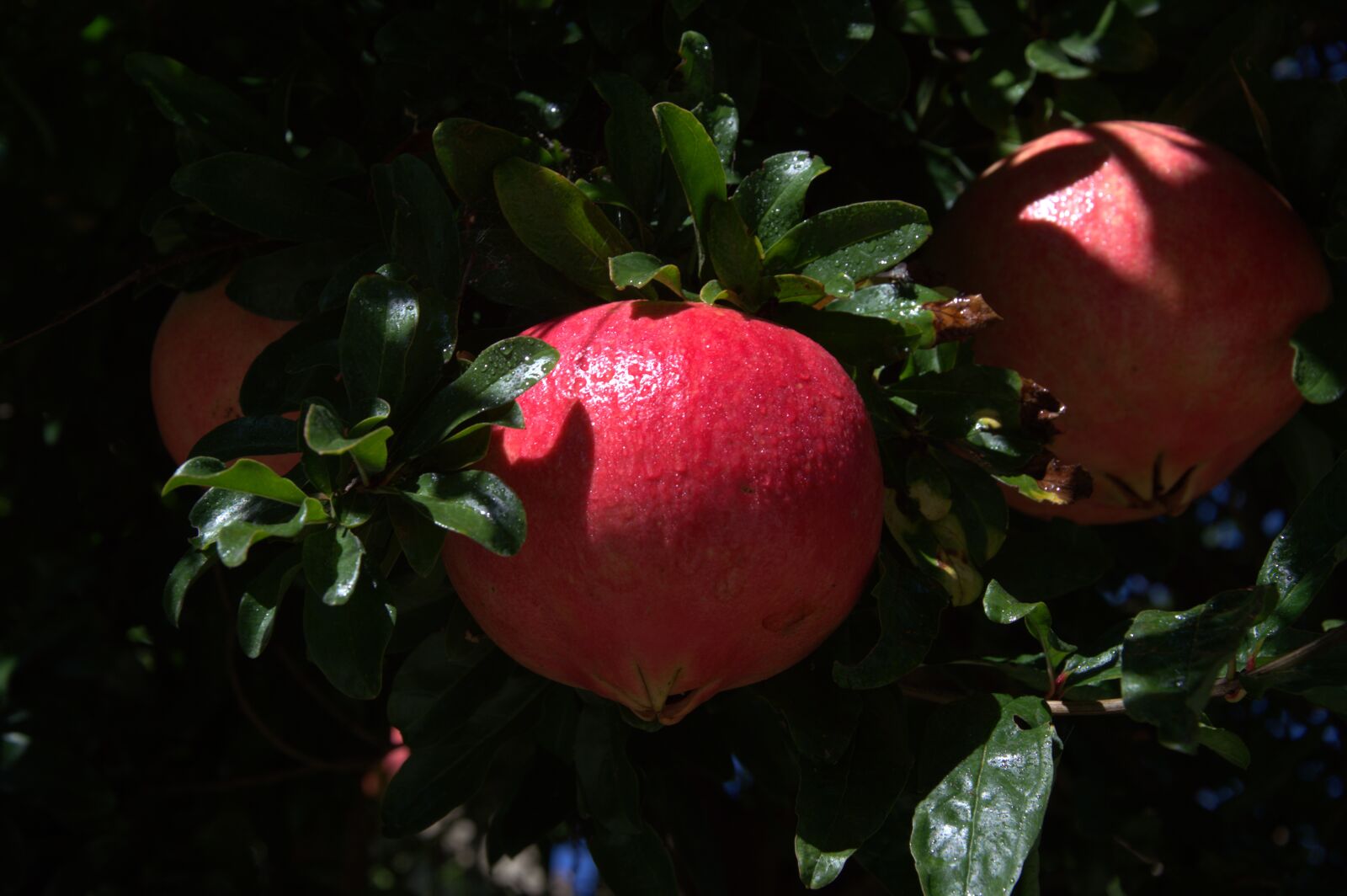 Nikon D3200 sample photo. Pomegranate, plant, fruit photography