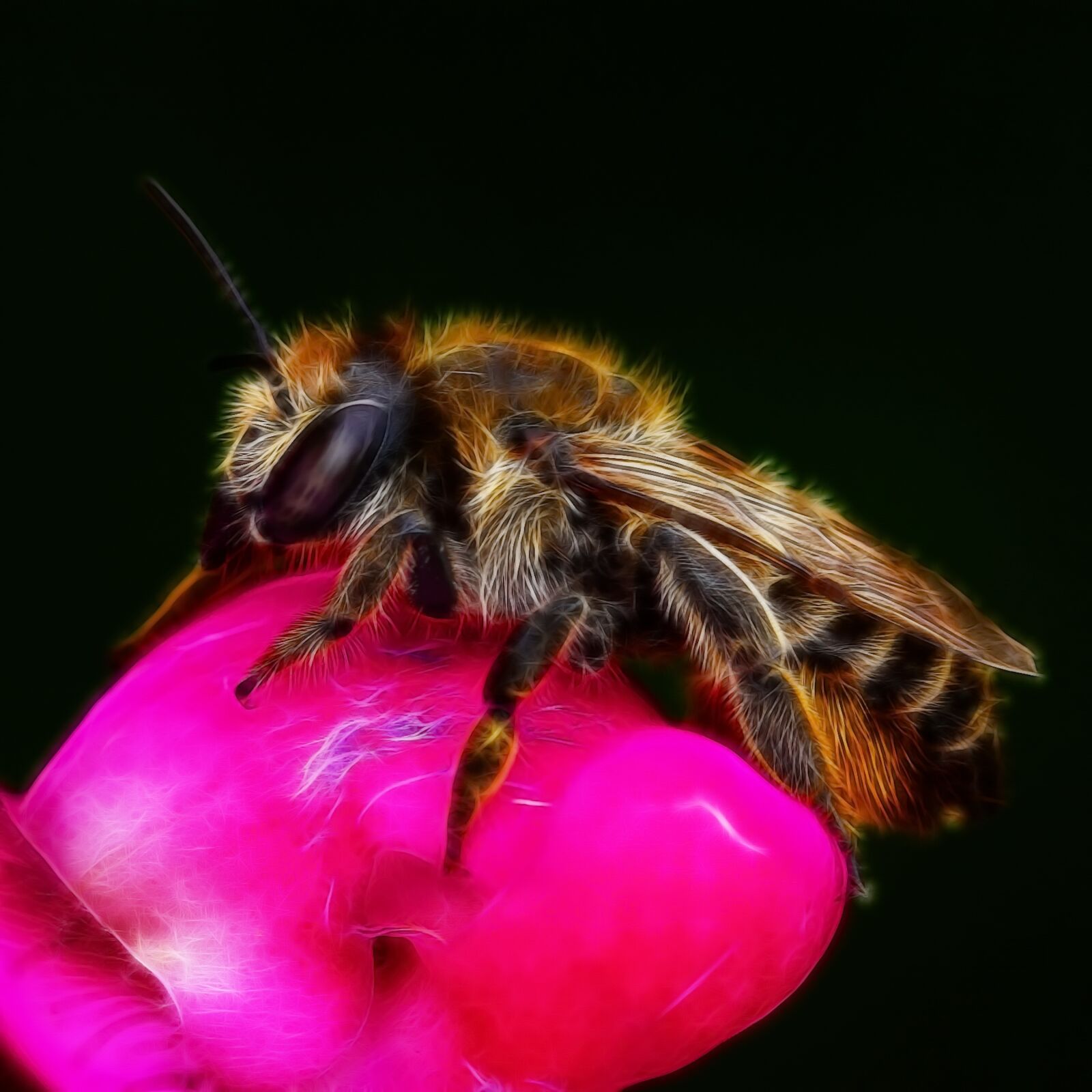 Sony SLT-A68 + 105mm F2.8 sample photo. Bee, fractalius, fictitious photography