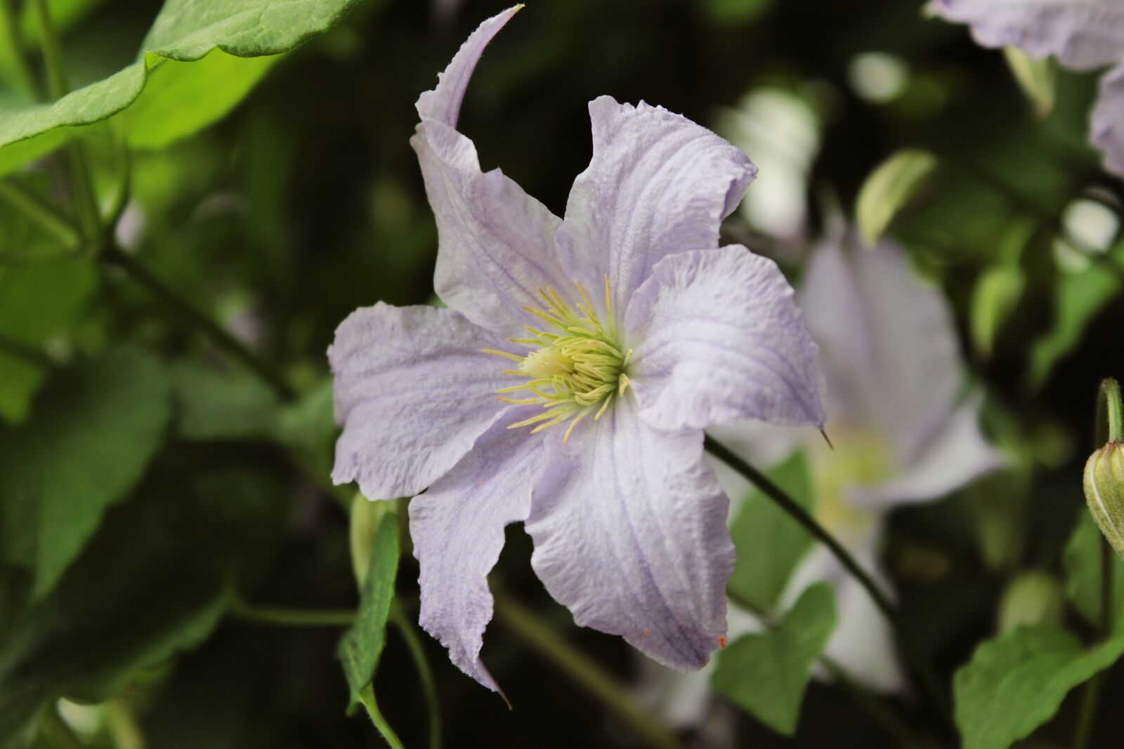 Canon EOS 600D (Rebel EOS T3i / EOS Kiss X5) sample photo. Purple, leaves, plant photography