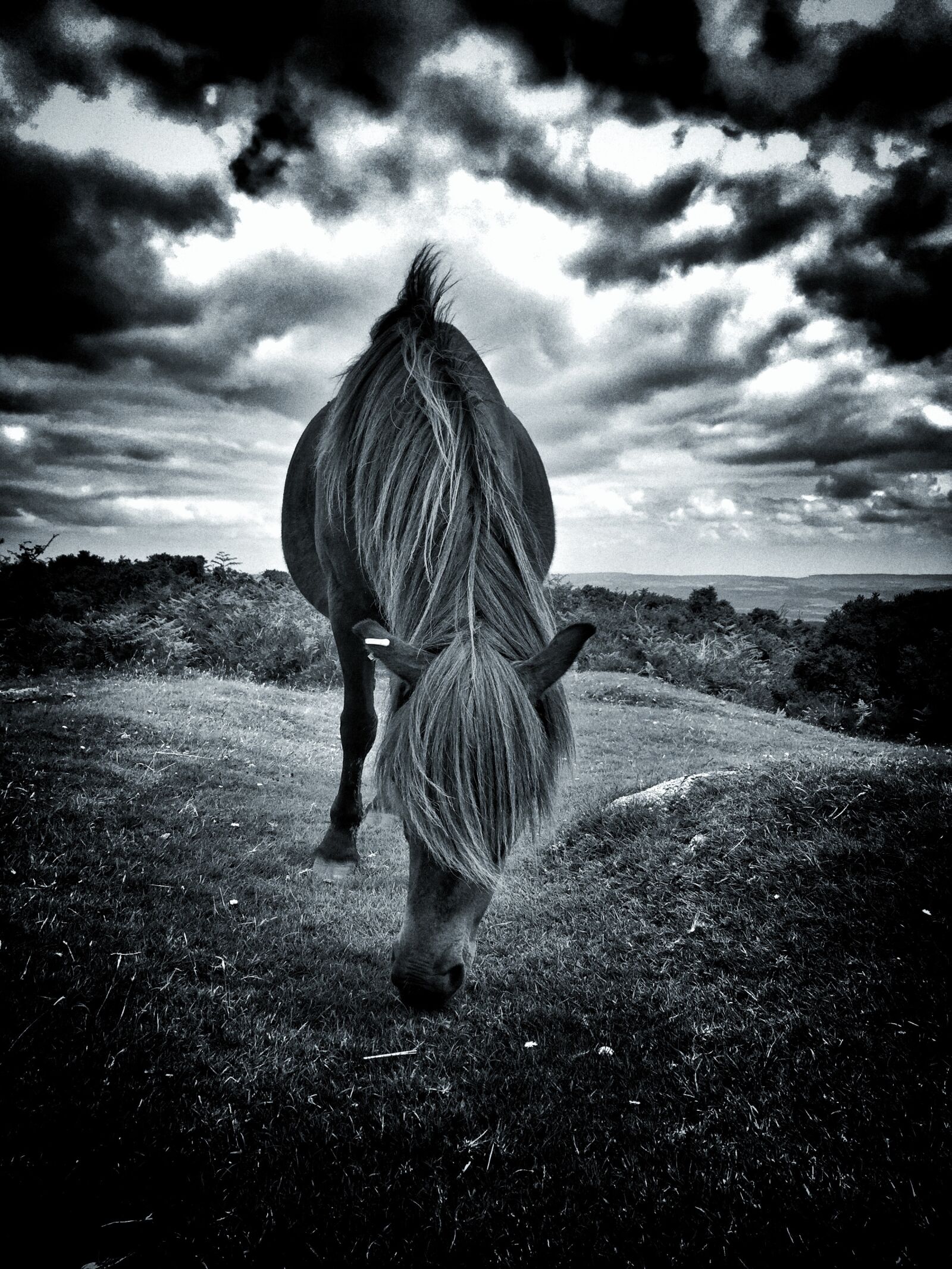 Apple iPhone 6 sample photo. Pony, horse, animal photography