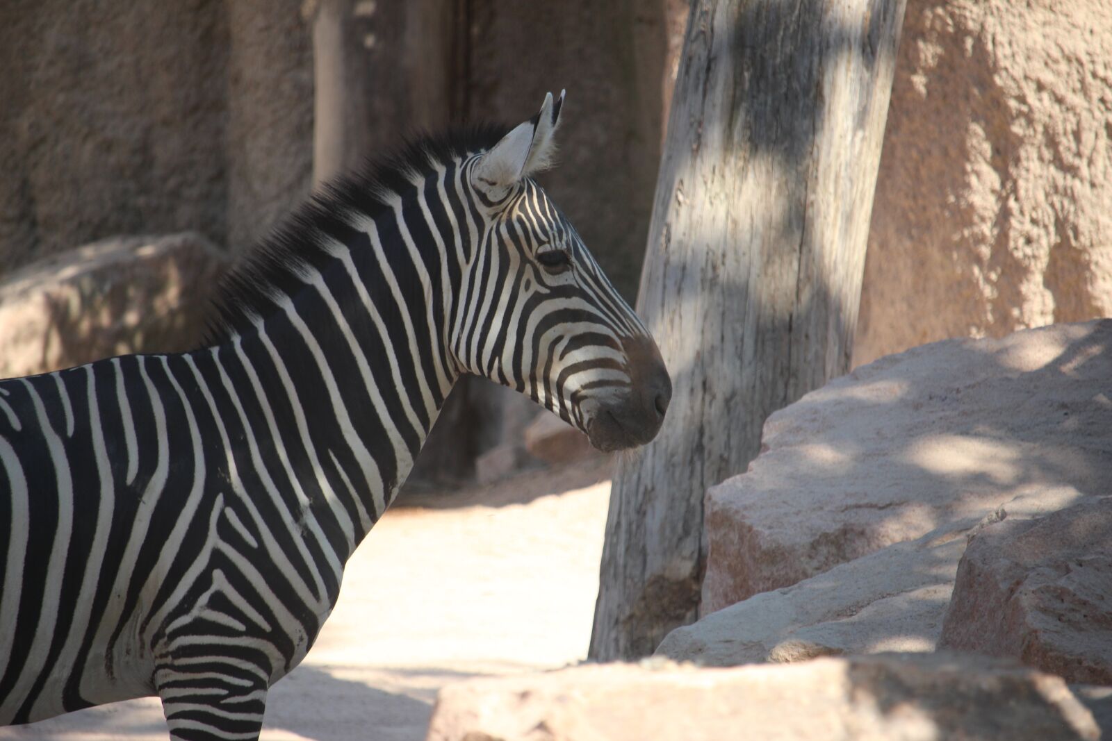 Canon EF-S 55-250mm F4-5.6 IS STM sample photo. Zebra, zoo, stripes photography
