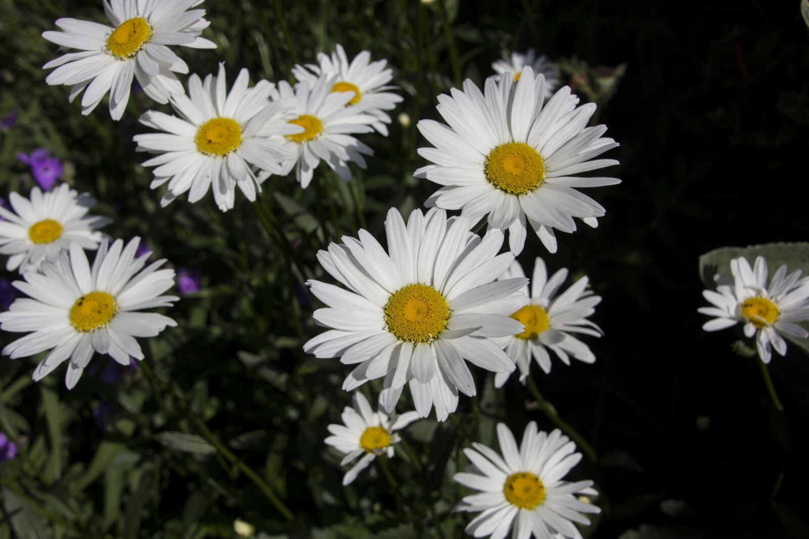 Canon EOS 60D sample photo. Daisies, flower, blossom photography