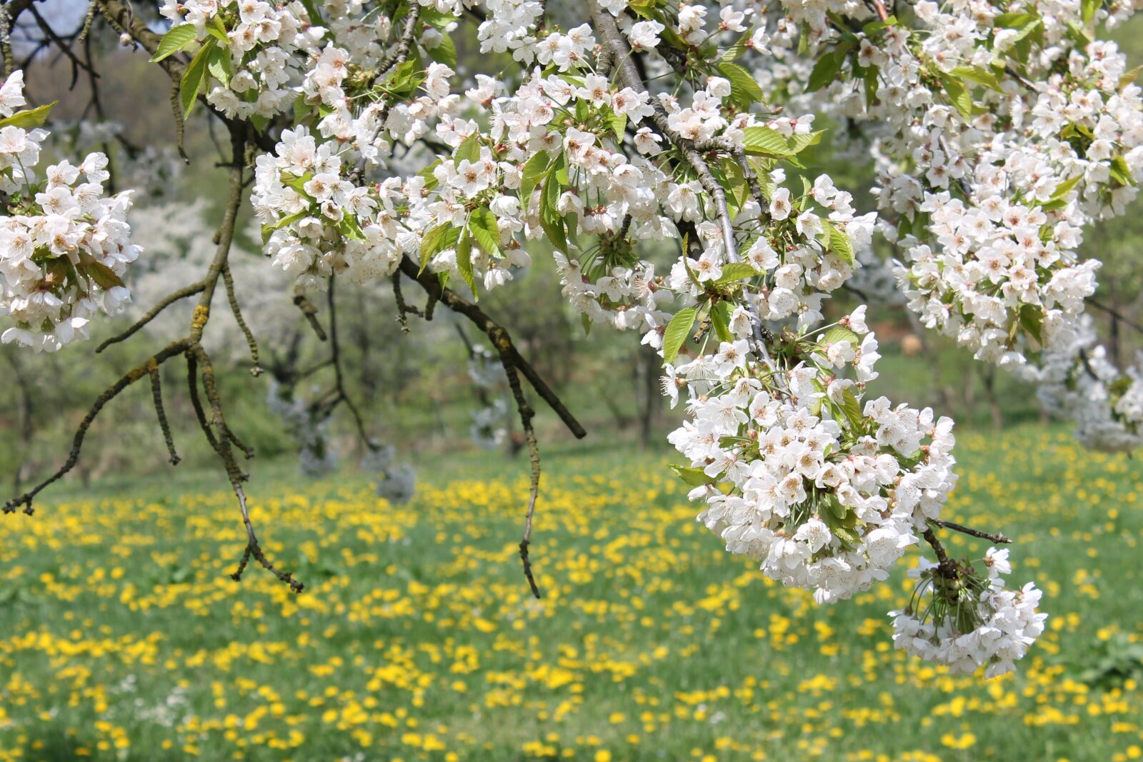 Canon EOS 1100D (EOS Rebel T3 / EOS Kiss X50) sample photo. Cherries, cherry blossom photography