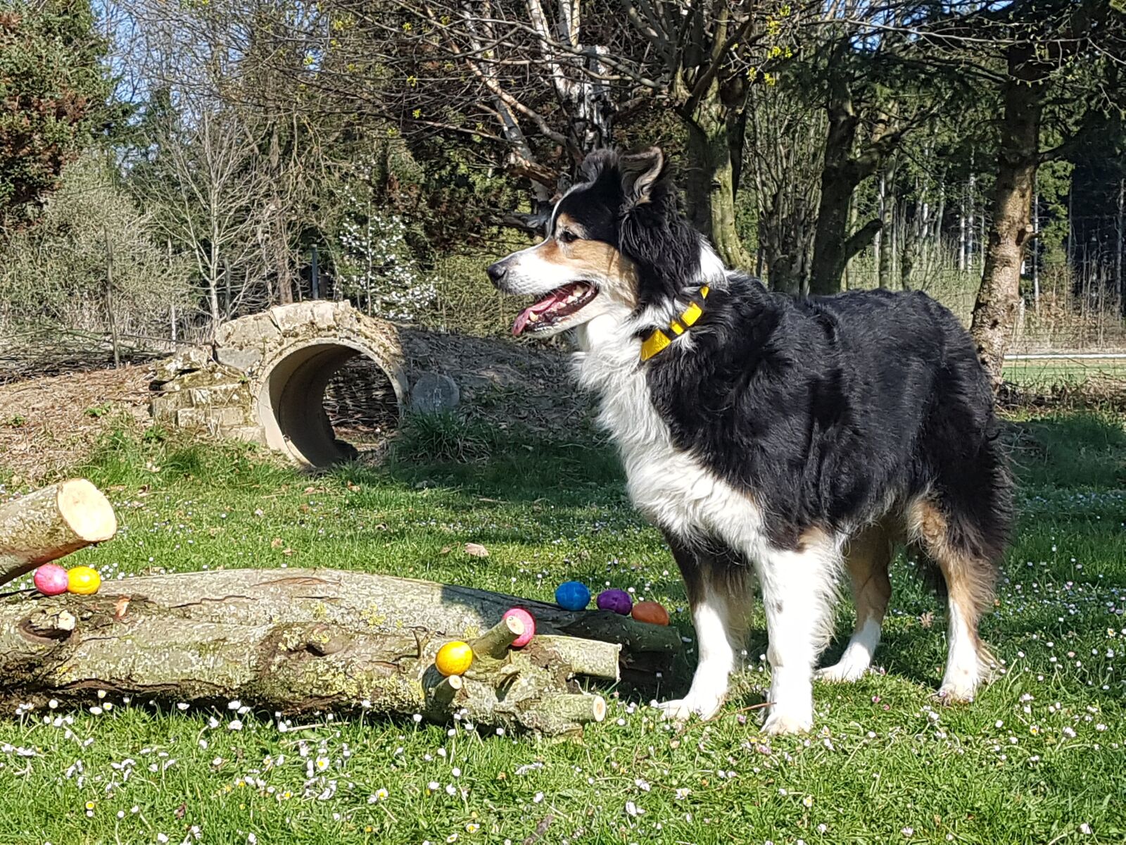 Samsung Galaxy S7 sample photo. Hund, ostern, portrait photography