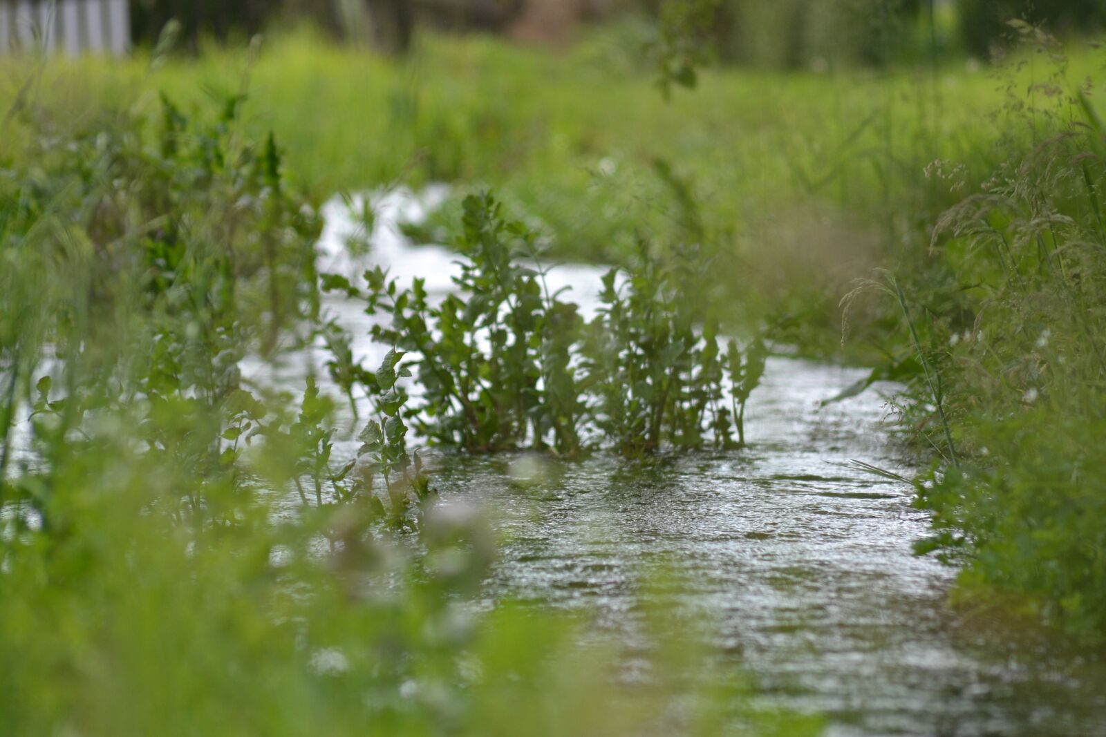 Nikon D3100 sample photo. The stream, quietly sings photography