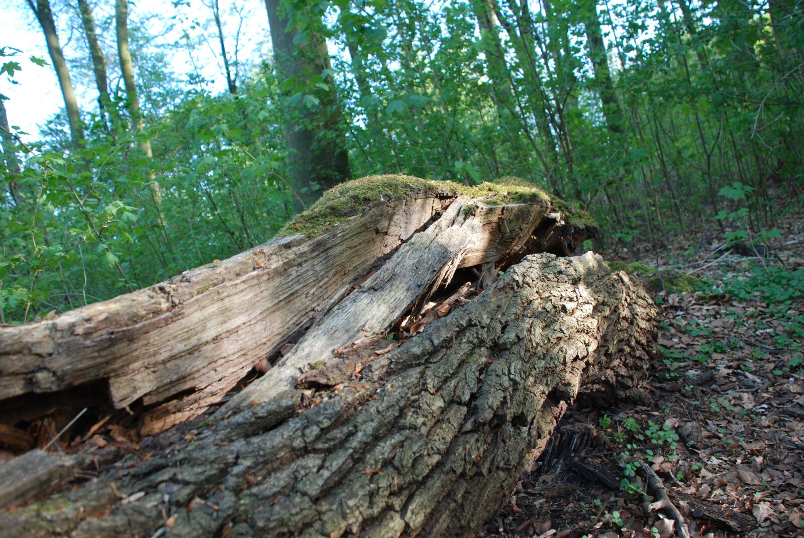 Nikon D80 sample photo. Wood, nature, tree photography