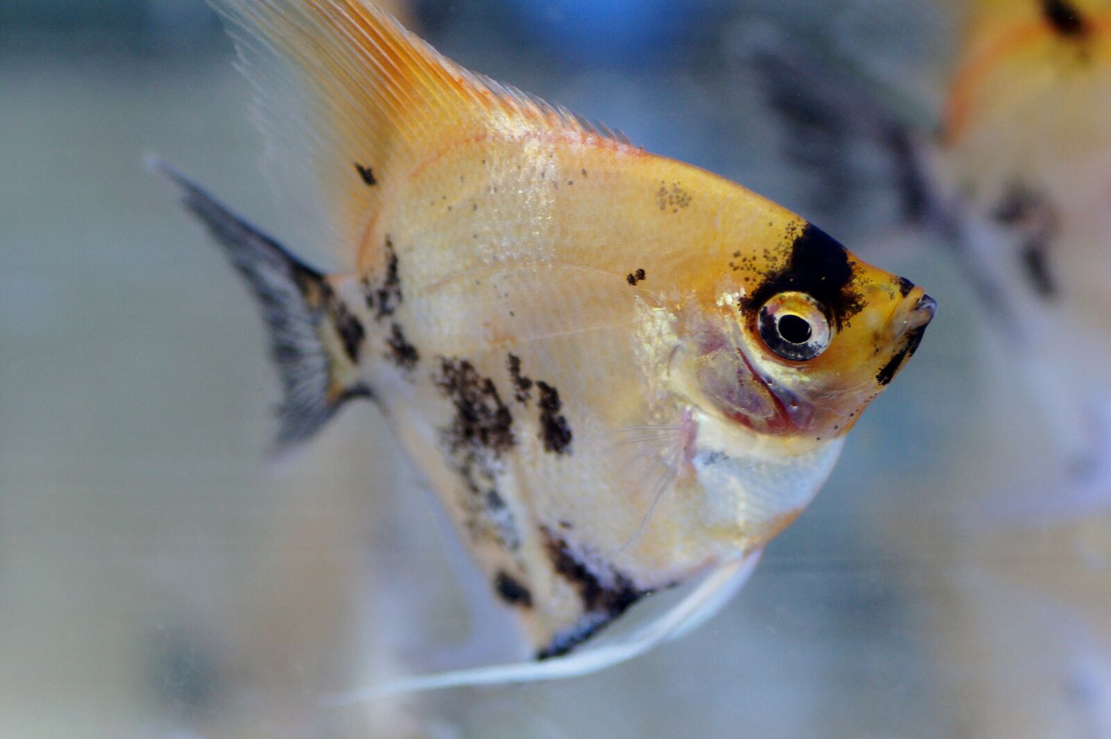 Sony SLT-A58 sample photo. Skalára, aquarium, fish photography
