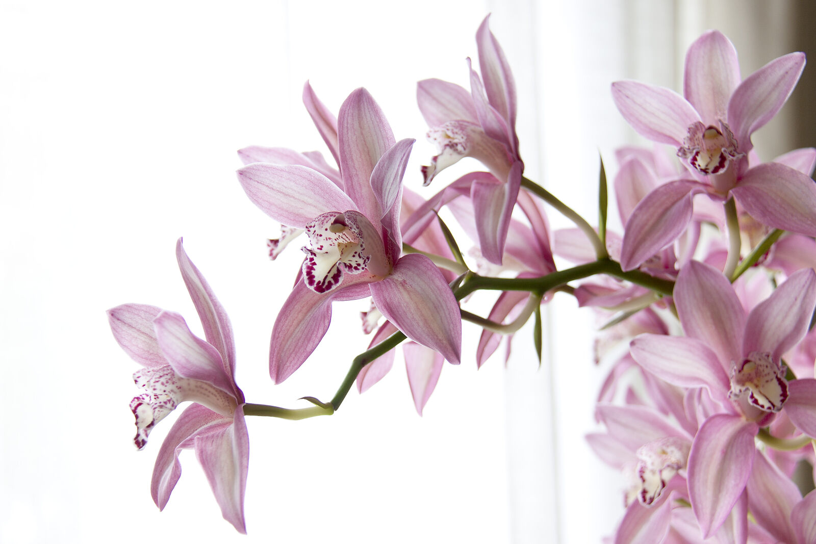 Canon EOS 50D sample photo. Orchids photography
