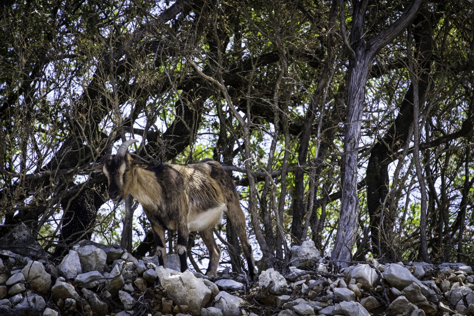 Fujifilm X-T1 sample photo. Nature, animal, ardèche photography