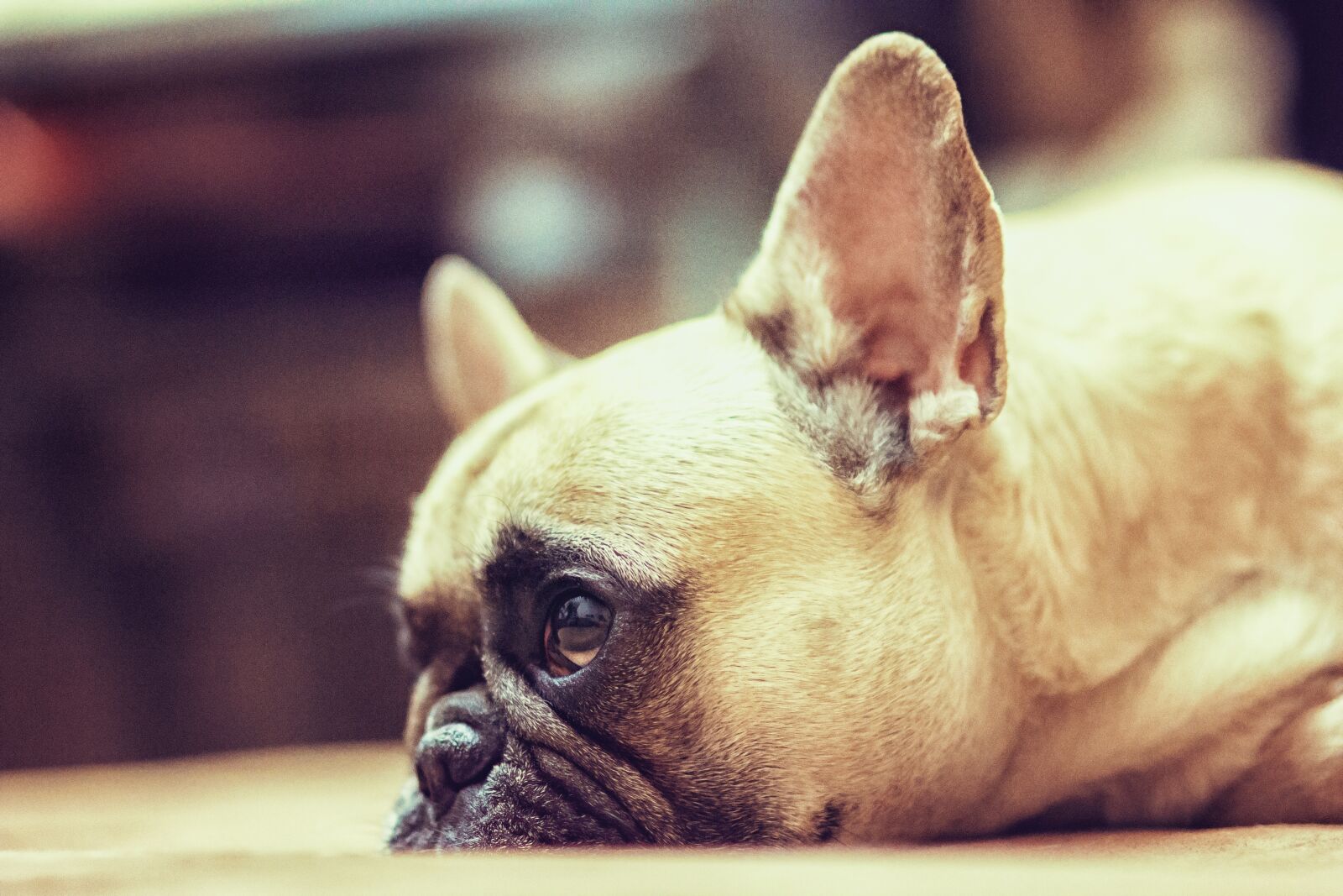 Canon EOS 60D sample photo. Gerda, french bulldog, dog photography