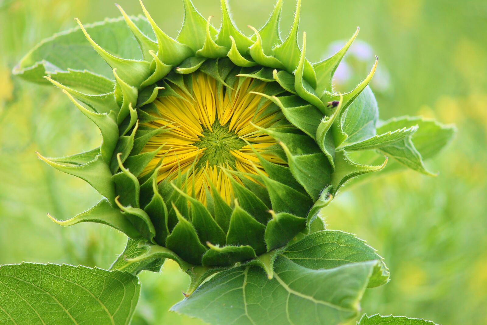 Canon EOS 1100D (EOS Rebel T3 / EOS Kiss X50) sample photo. Sunflower, bud, blossom photography