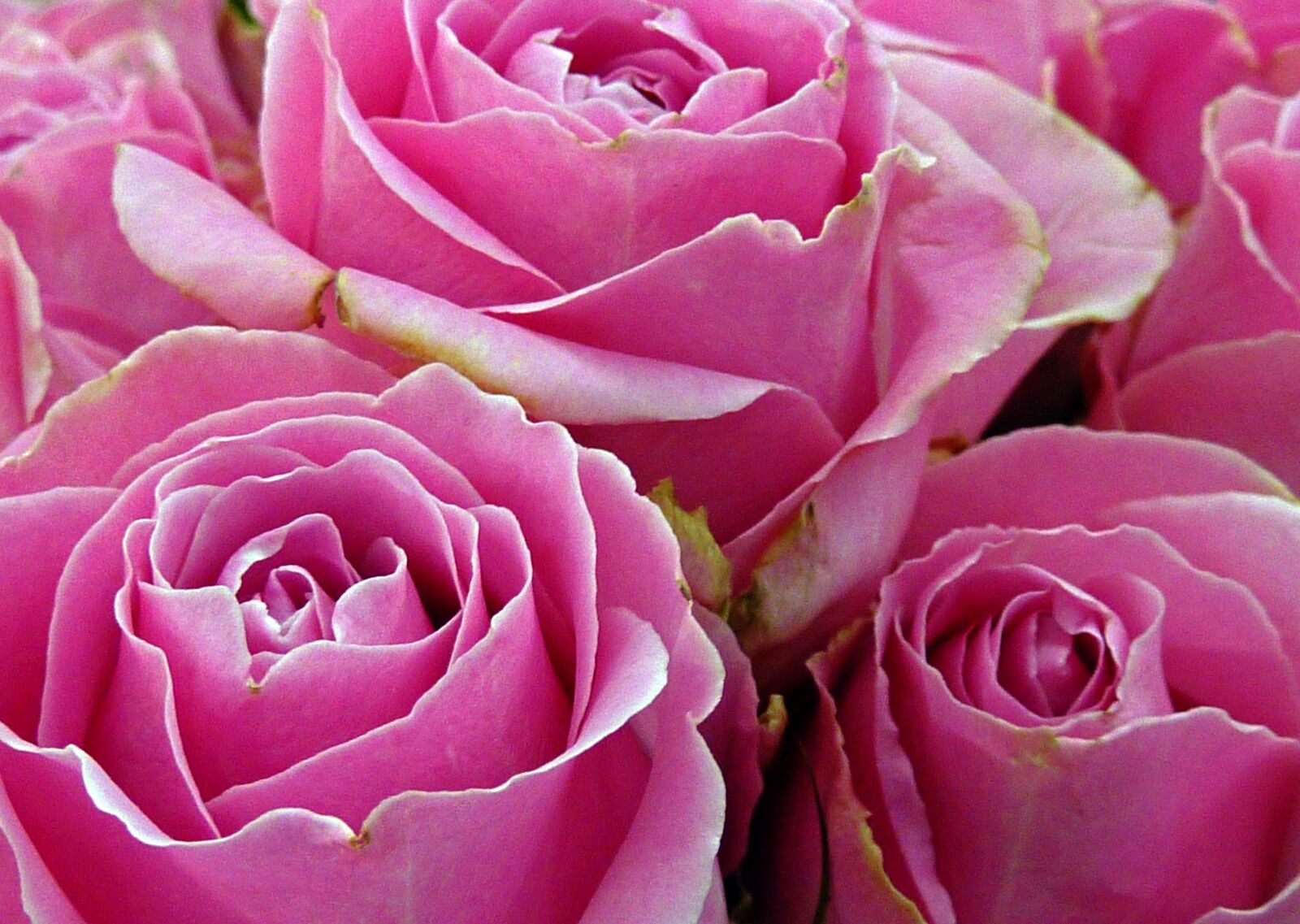 Panasonic DMC-TZ7 sample photo. Rose, flower, rose blooms photography