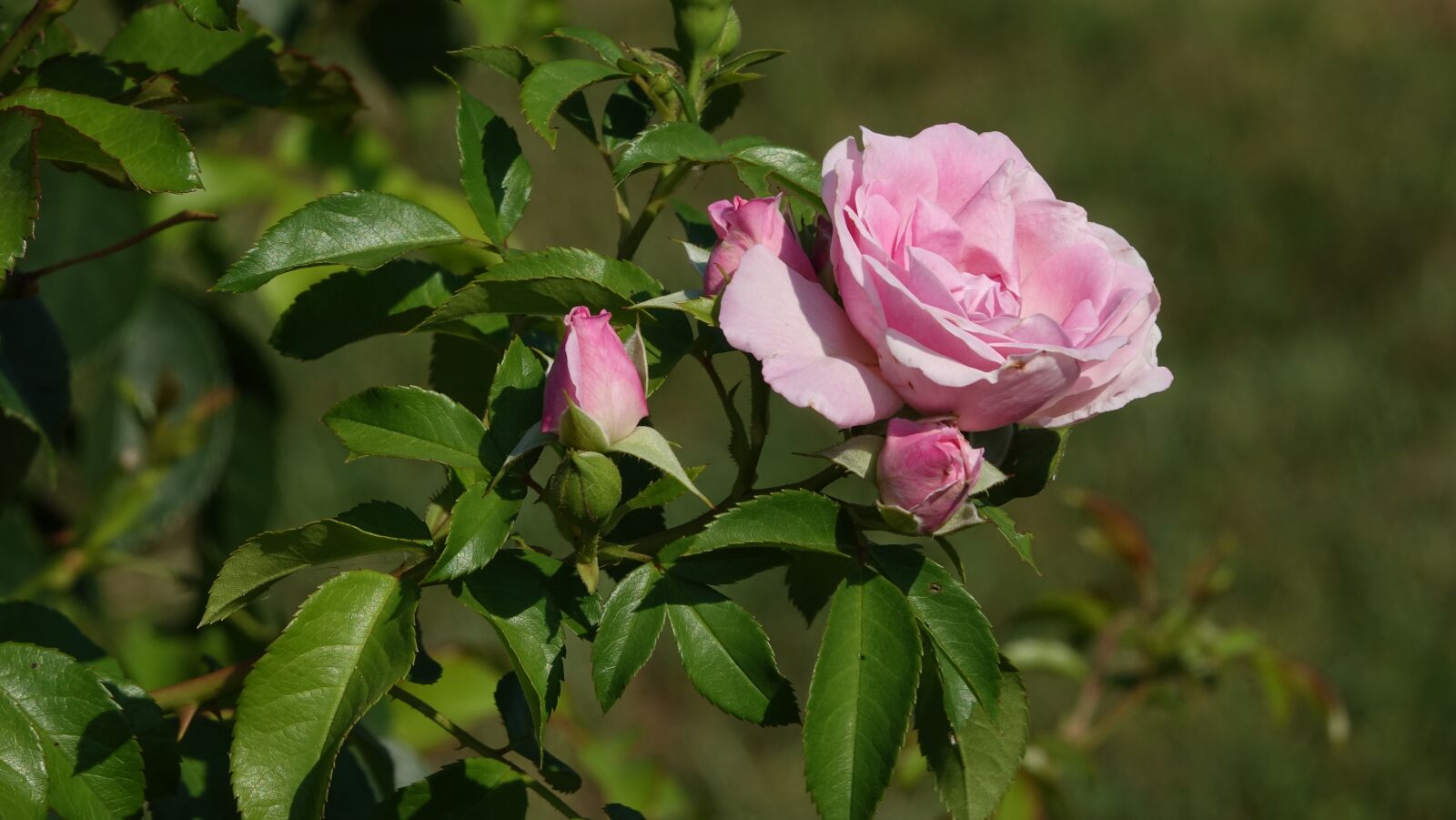 Sony Cyber-shot DSC-RX10 III sample photo. Pink, summer, field photography