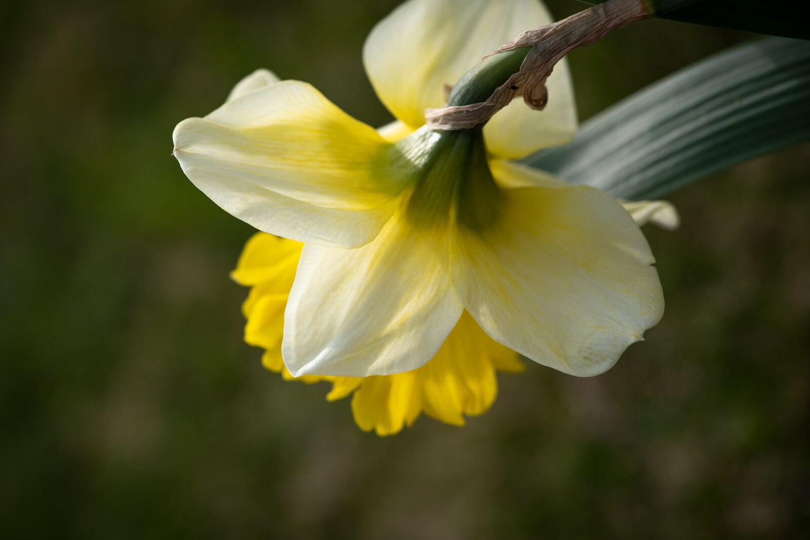 Nikon D750 sample photo. Narcissus, yellow, blossom photography