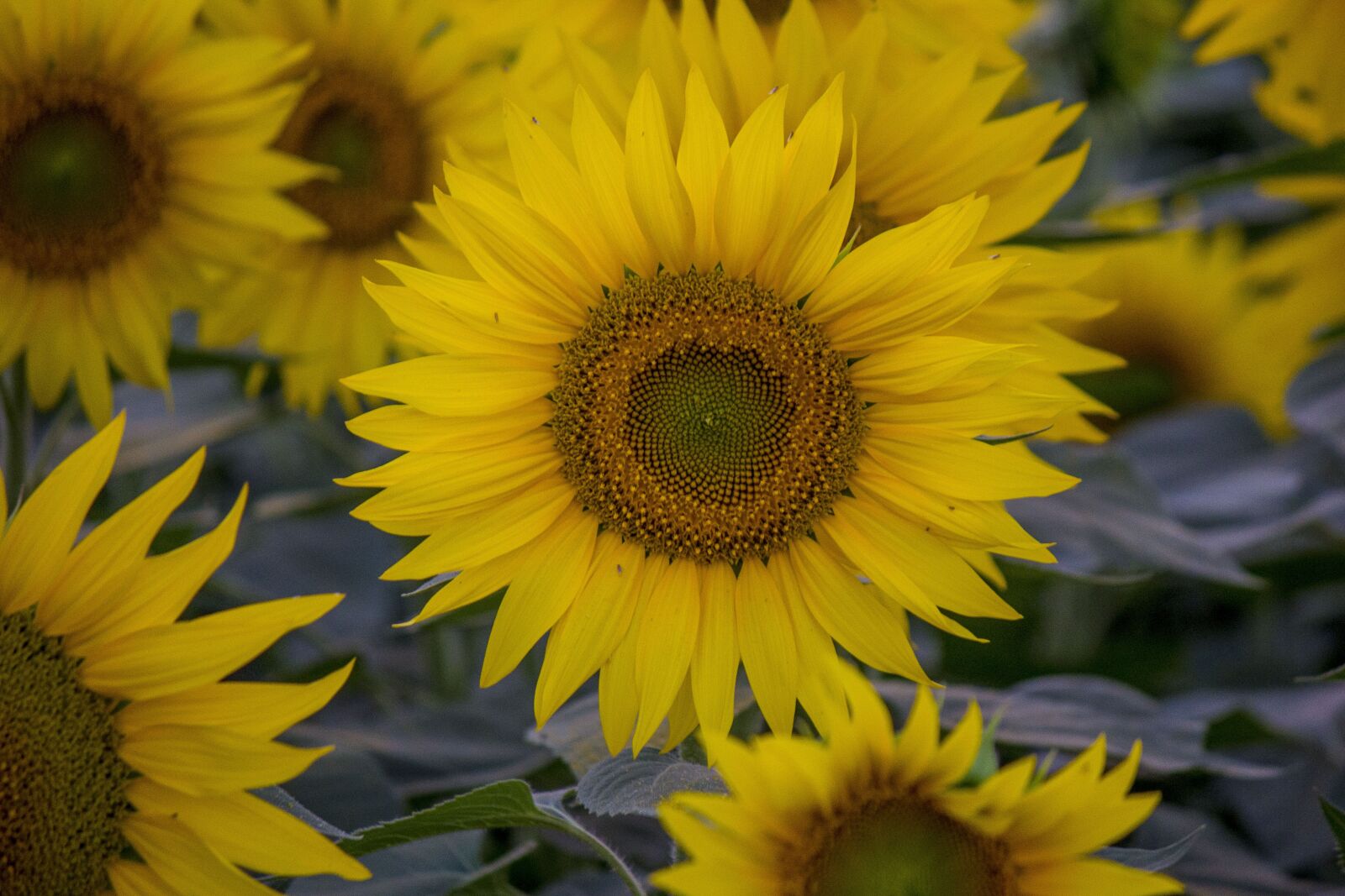 Canon EOS 60D + Canon EF-S 55-250mm F4-5.6 IS II sample photo. Sunflower, field, flowers photography