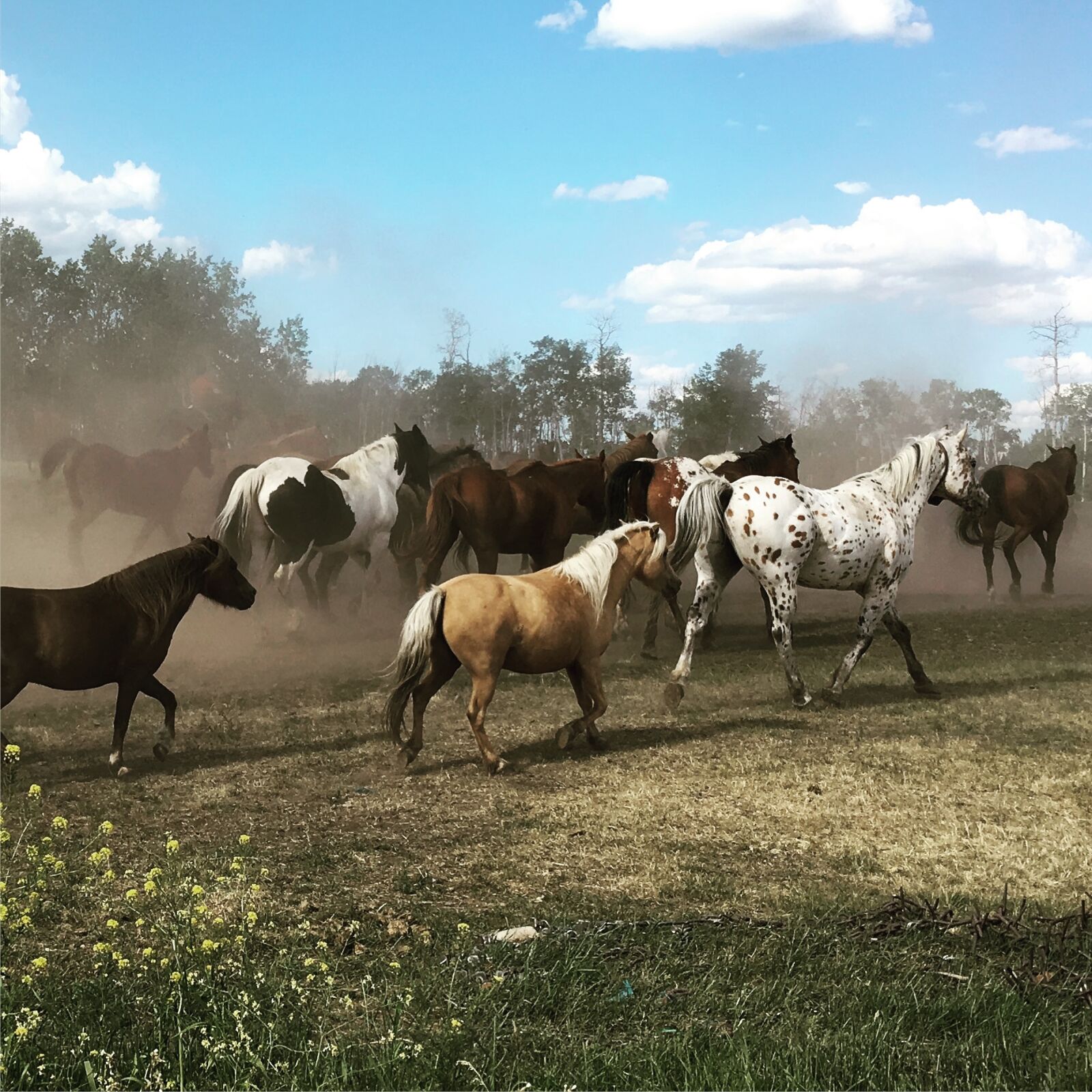 iPhone 6s Plus back camera 4.15mm f/2.2 sample photo. Country, countryside, cowboy, cowgirl photography