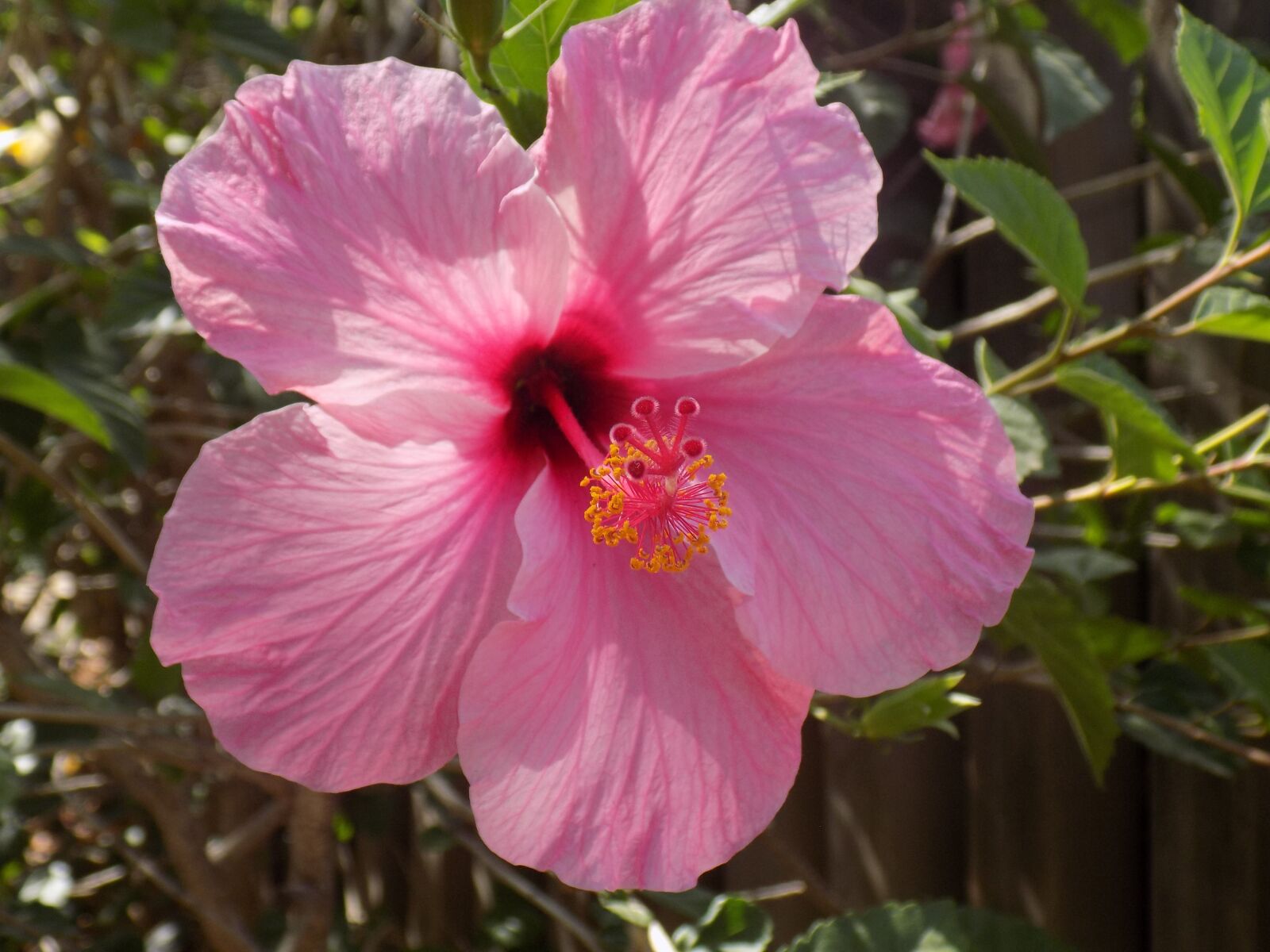Nikon COOLPIX L330 sample photo. Pink flowers, nature, macro photography