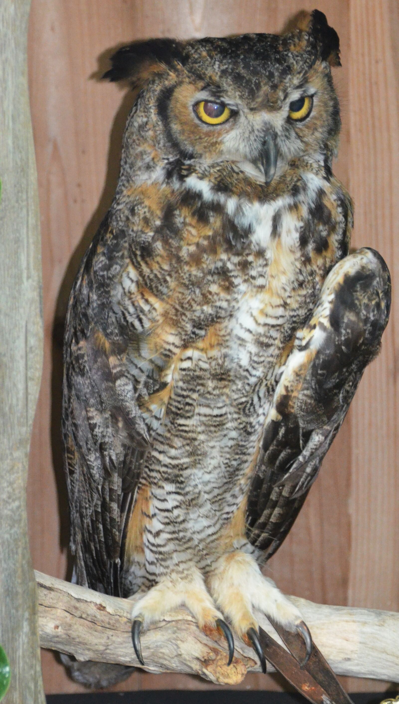 Nikon D5100 sample photo. Owl owl, grand duke photography
