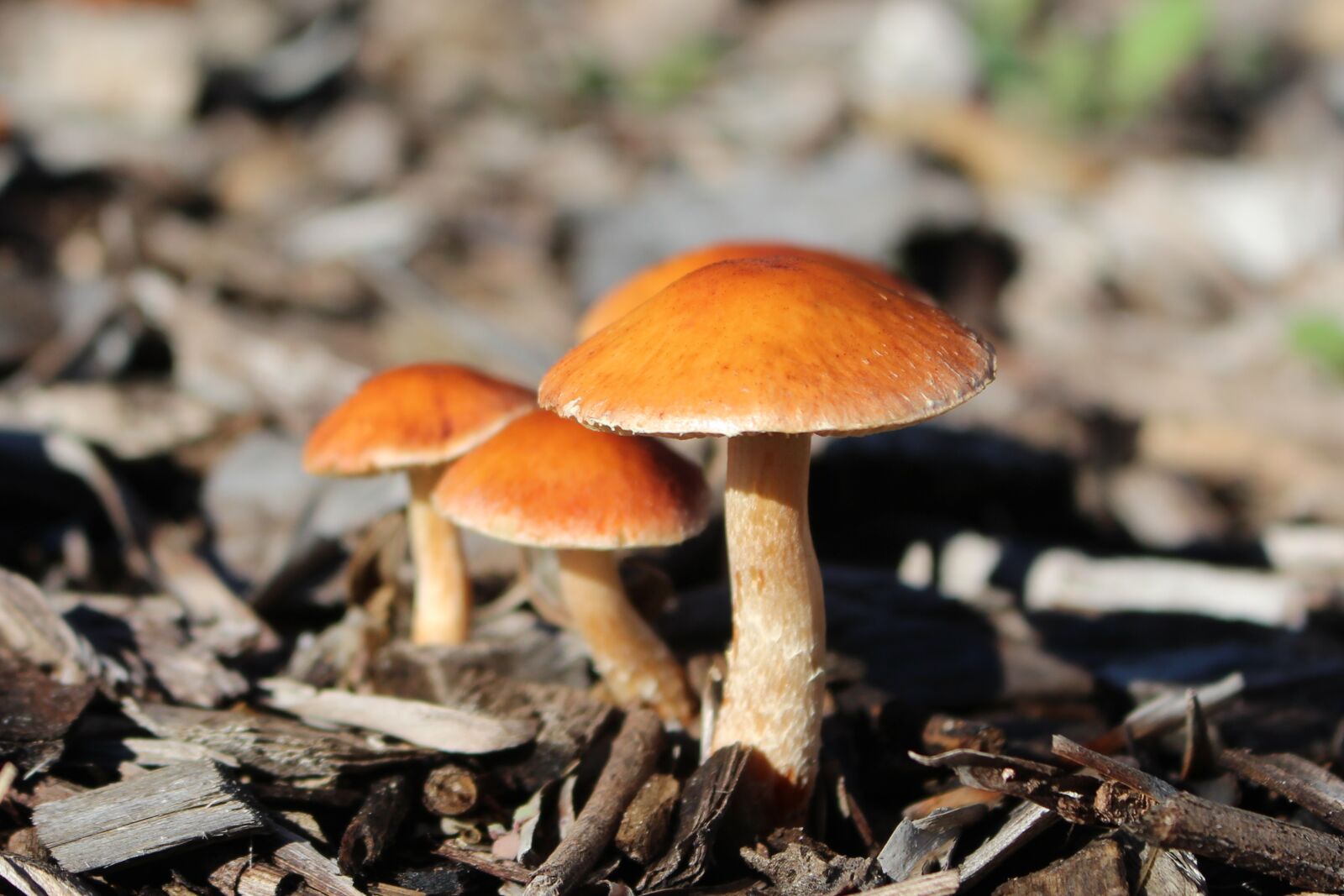 Canon EOS 700D (EOS Rebel T5i / EOS Kiss X7i) sample photo. Mushrooms, toadstools, fungi photography