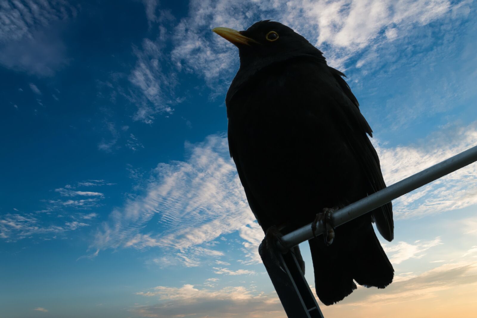 Canon EOS 80D sample photo. Blackbird, bird, nature photography