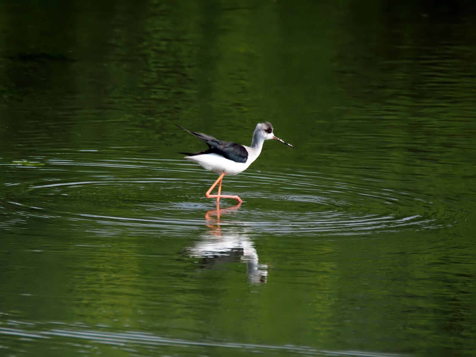 Olympus OM-D E-M1 sample photo. Black stilt, wild, bird photography