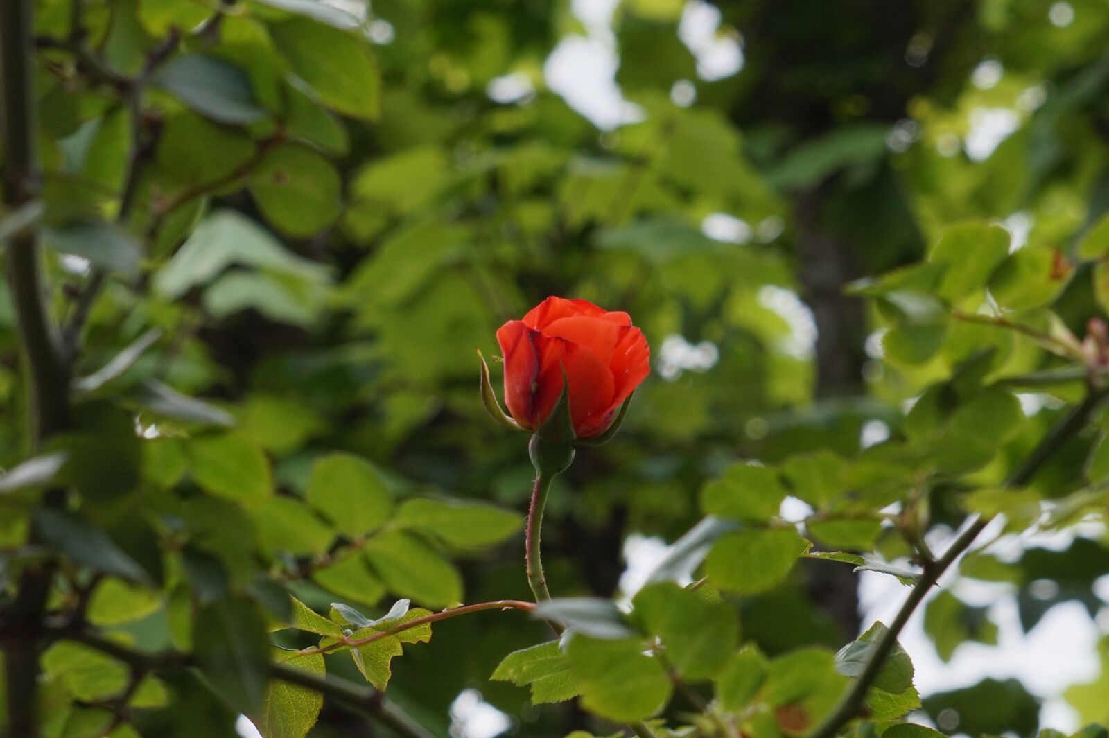 Sony Alpha a5000 (ILCE 5000) + Sony E 55-210mm F4.5-6.3 OSS sample photo. Rose, red rose, abstract photography