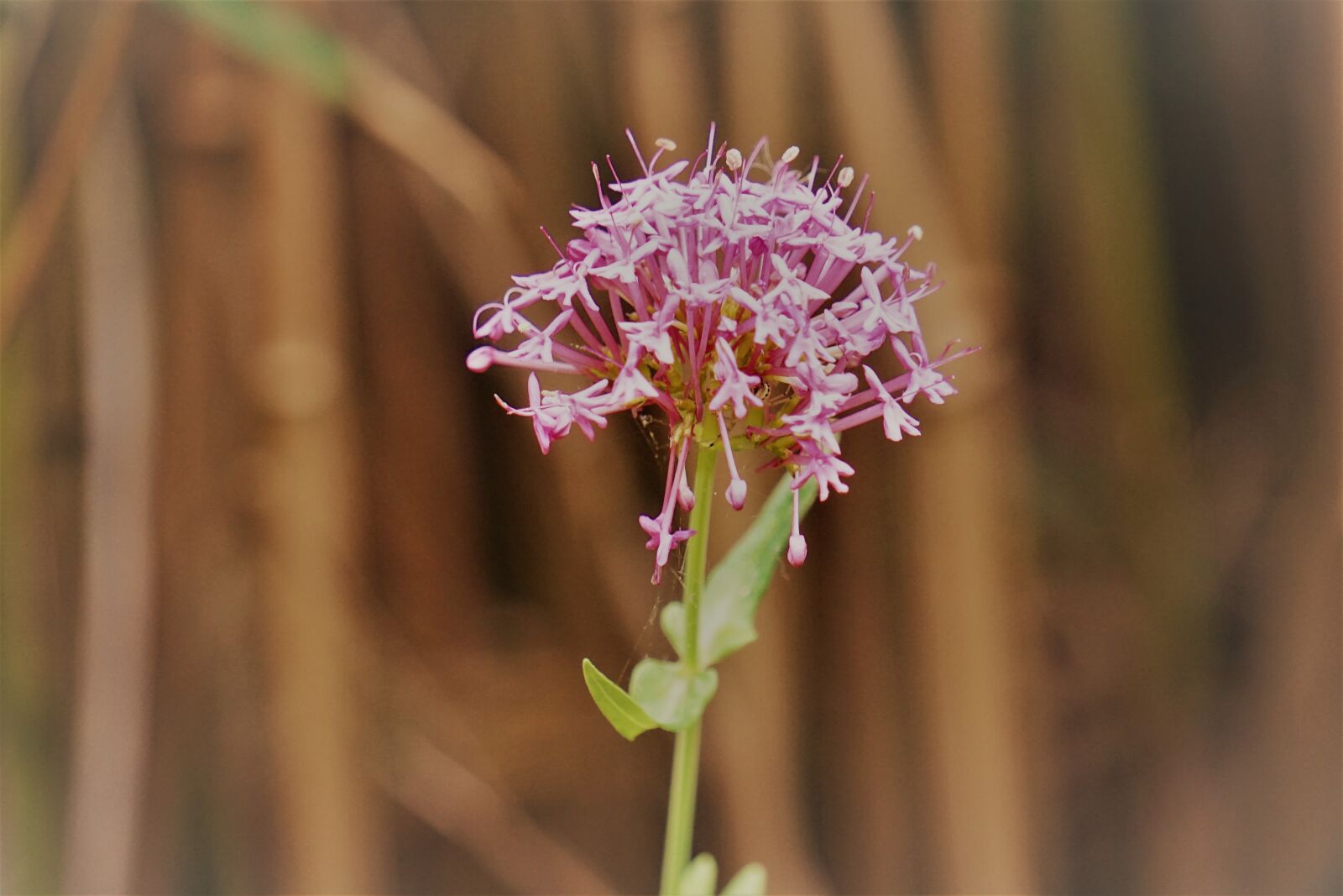 Sony a6000 sample photo. Botanique, fleur, flore, la photography