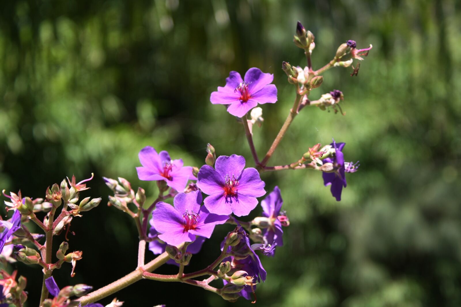 Canon EOS 1000D (EOS Digital Rebel XS / EOS Kiss F) sample photo. Flower, plant, nature photography