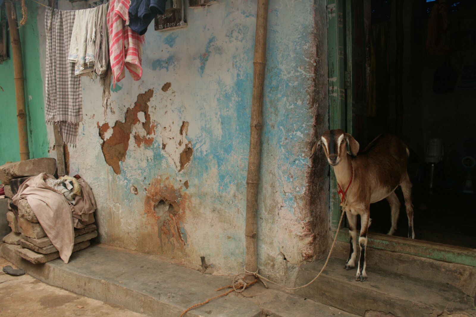 Canon EOS 400D (EOS Digital Rebel XTi / EOS Kiss Digital X) sample photo. Goat, rural india, india photography