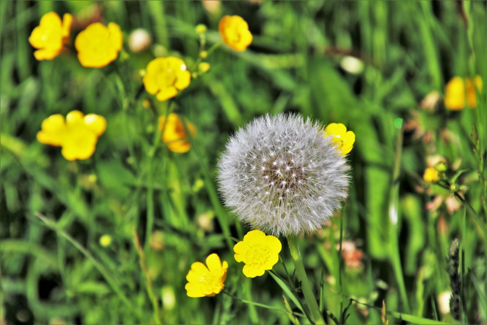 Canon EOS 80D sample photo. Dandelion, grass, green photography