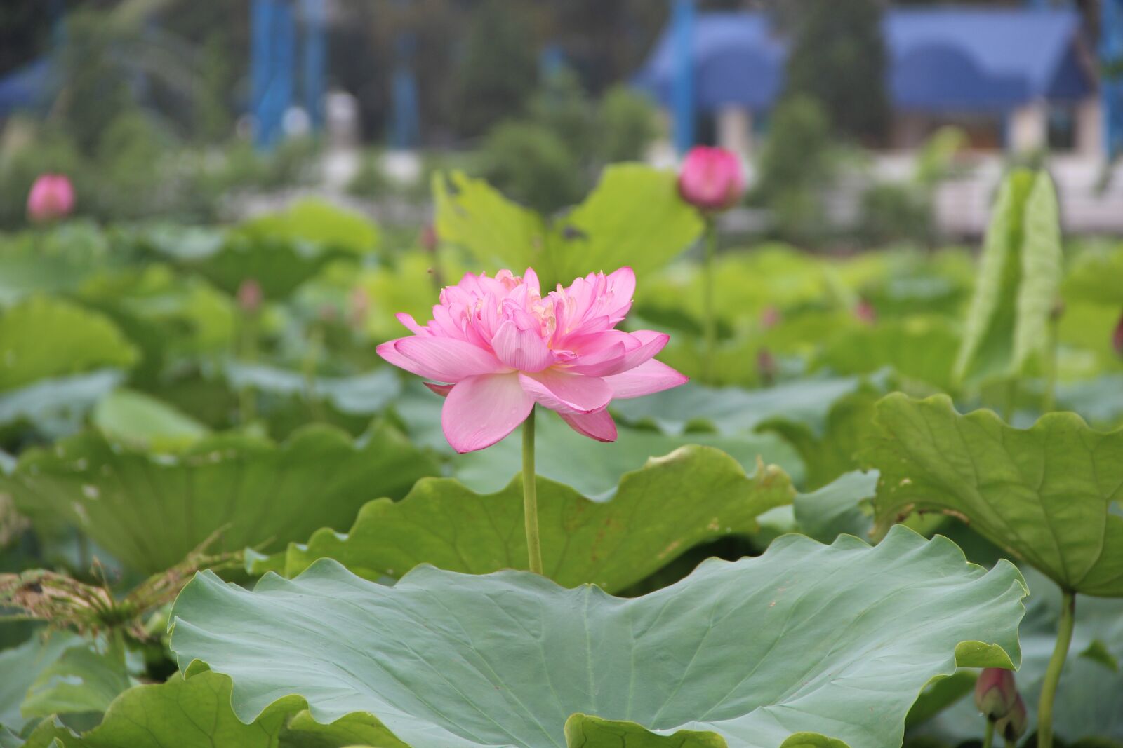 Canon EOS 600D (Rebel EOS T3i / EOS Kiss X5) sample photo. Lotus, leaf, lake photography