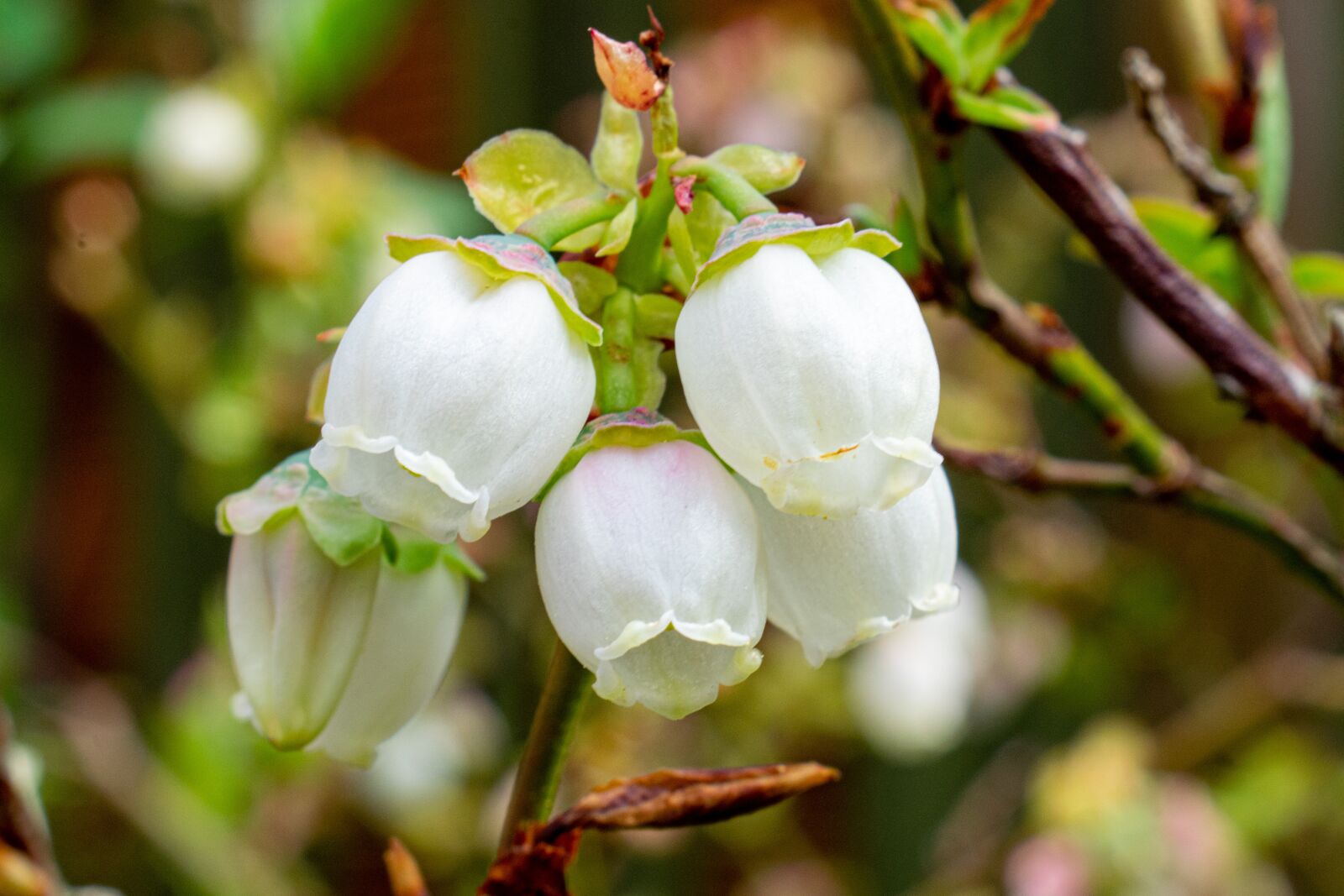 Nikon D5300 sample photo. Blueberry, blueberry blossom, white photography
