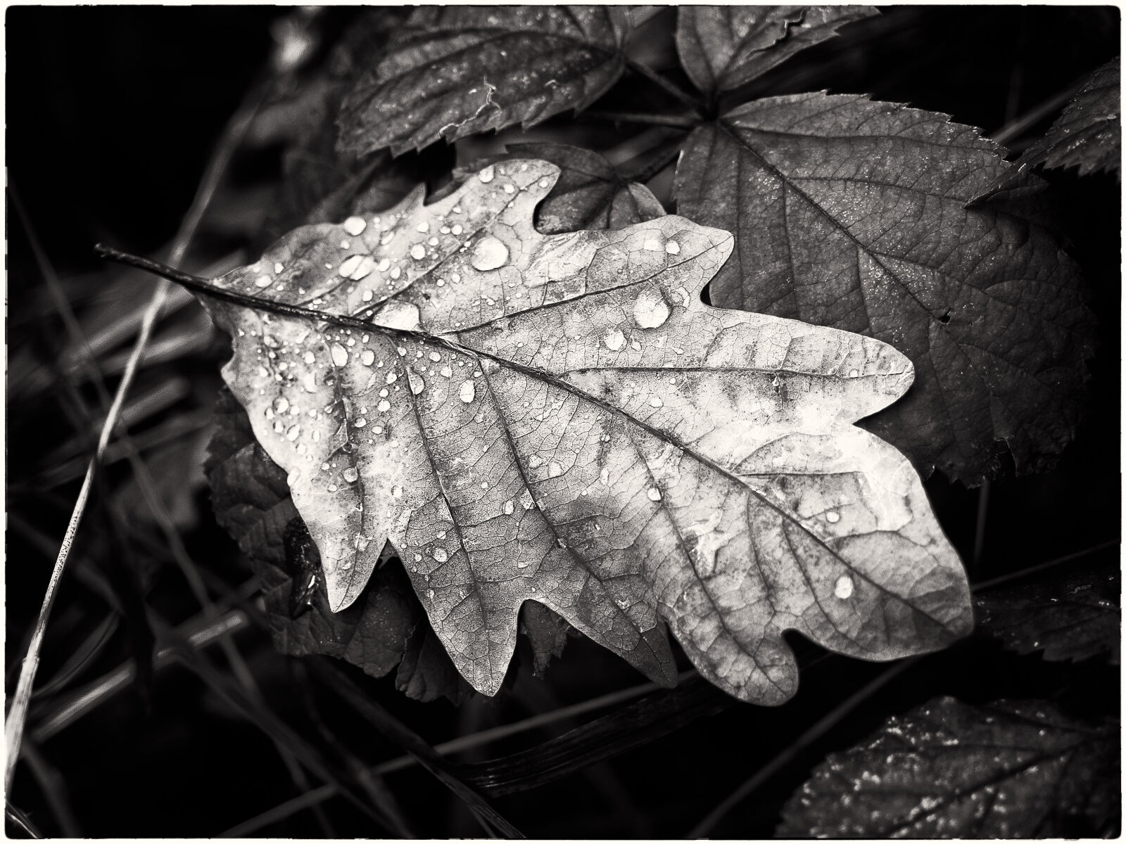 Olympus M.Zuiko Digital ED 12-40mm F2.8 Pro sample photo. Autumn, autumn, leaf, autumnal photography
