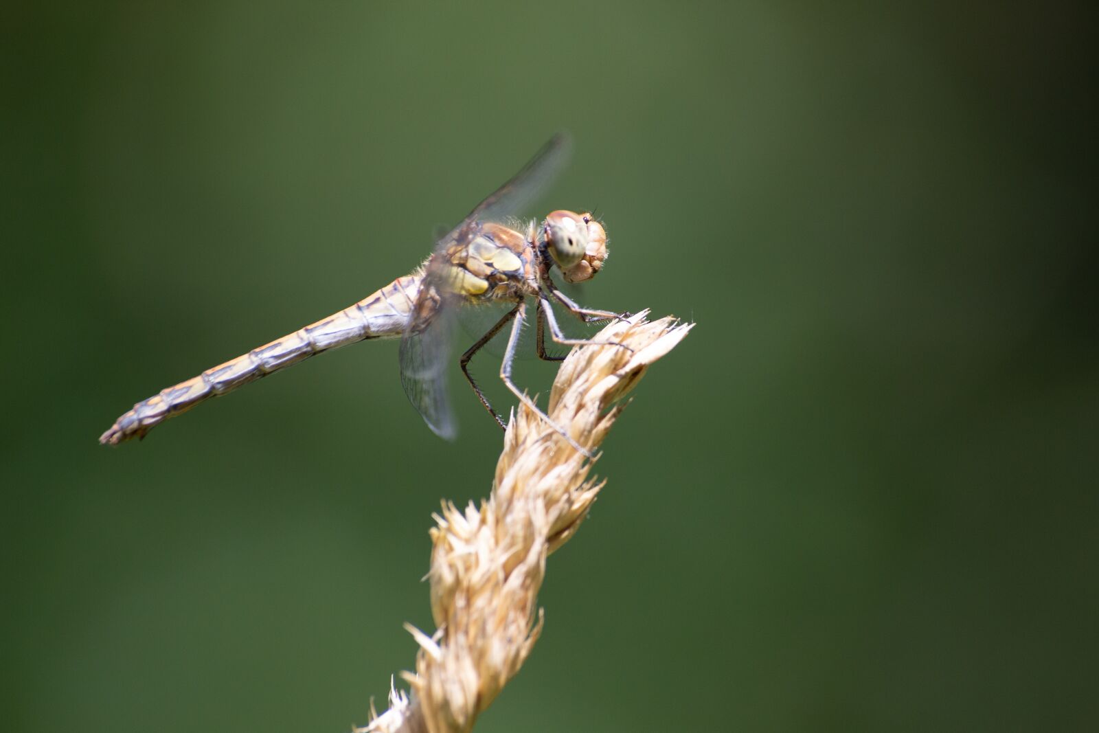 Canon EOS 6D sample photo. Dragonfly, insect, nature photography