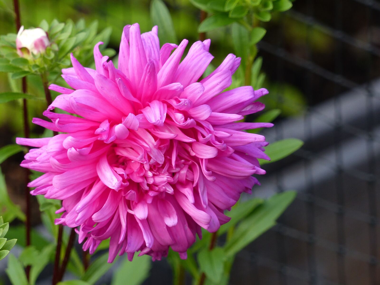 Panasonic Lumix DMC-FZ200 sample photo. Aster, pink, flower photography