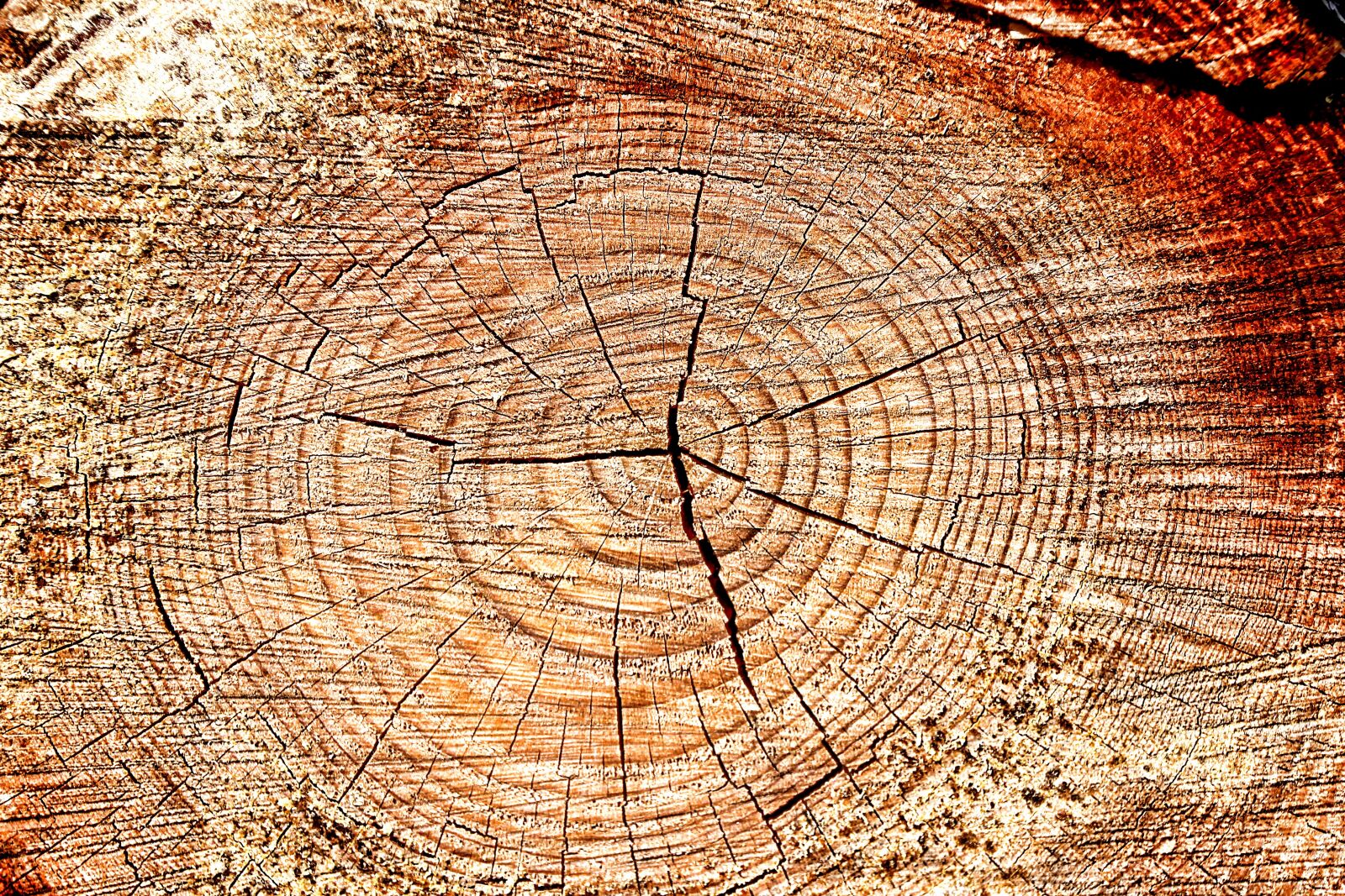 Canon EOS 550D (EOS Rebel T2i / EOS Kiss X4) sample photo. Wood, structure, texture photography