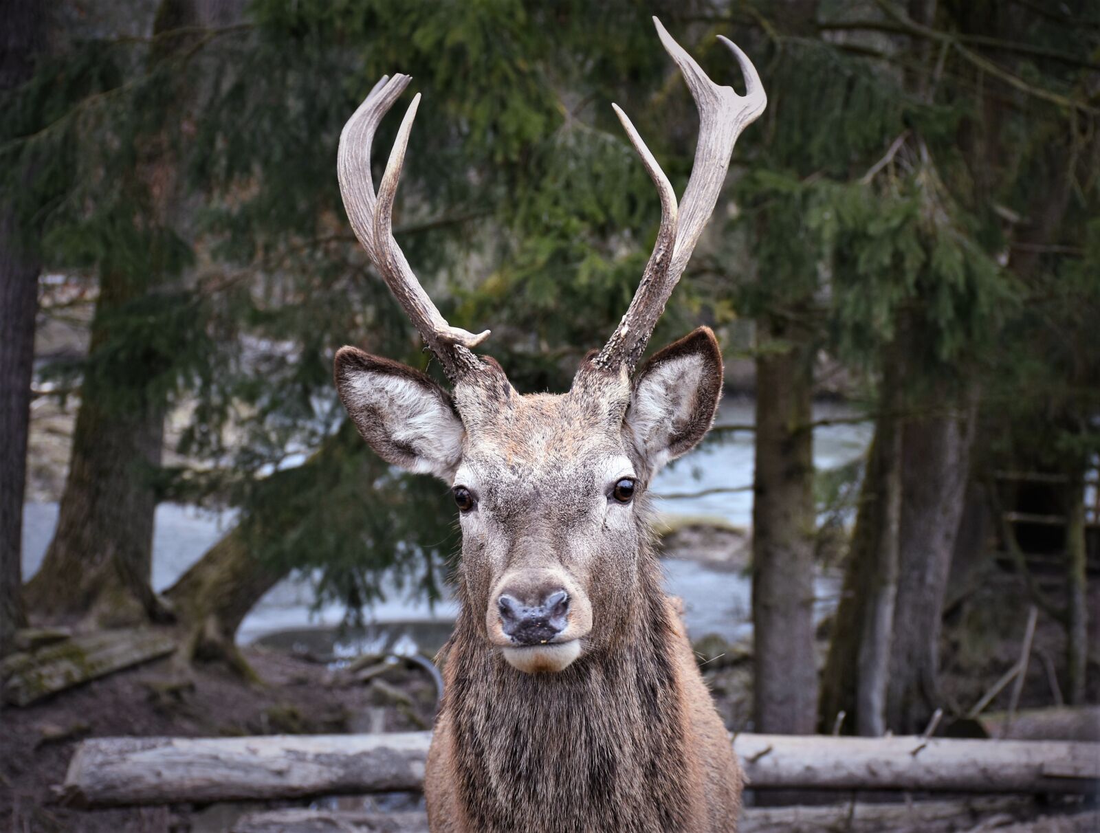 Nikon D7200 sample photo. Hirsch, wild, mammal photography