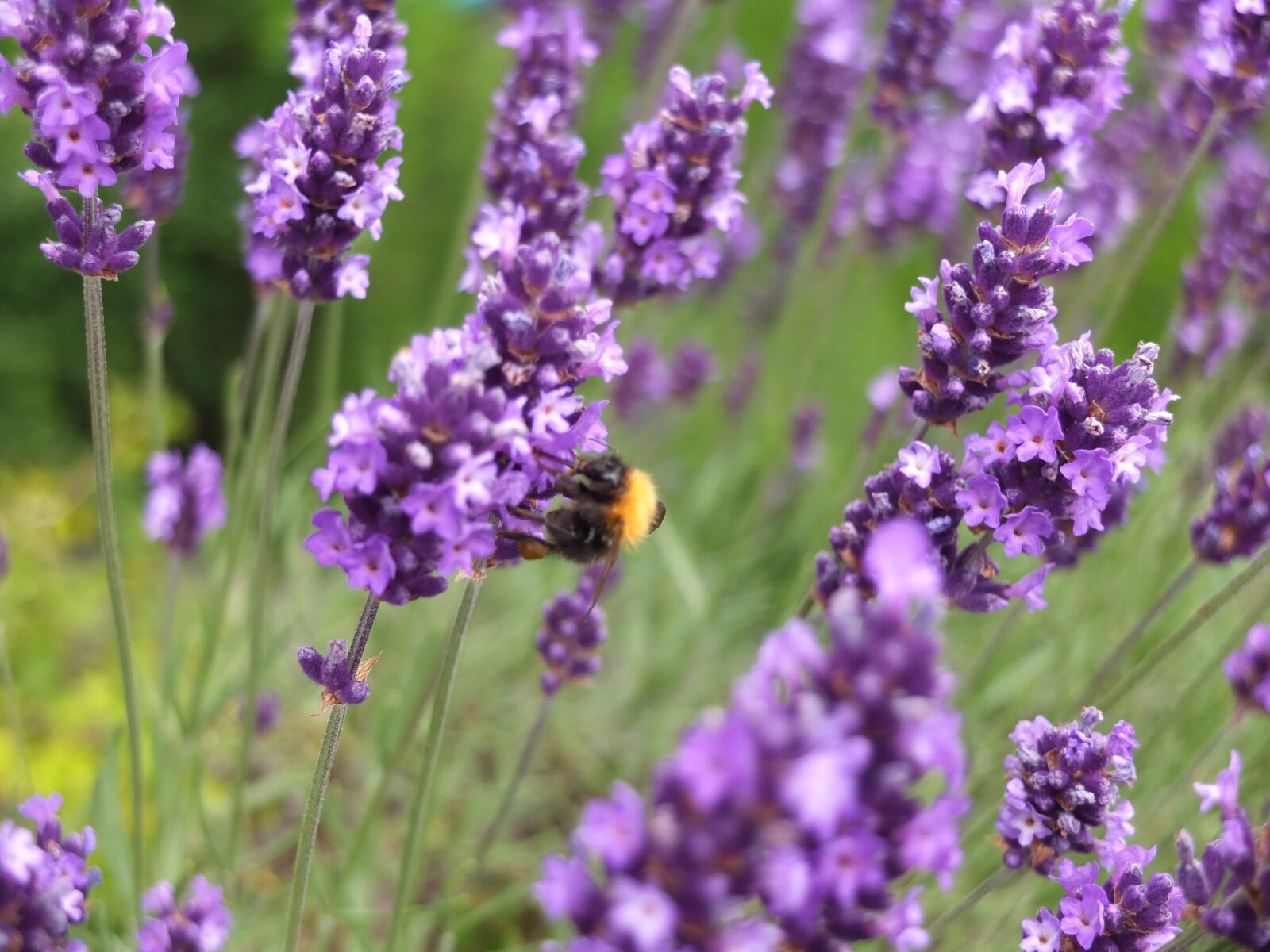 Fujifilm X10 sample photo. Bumblebee, bee, insect photography