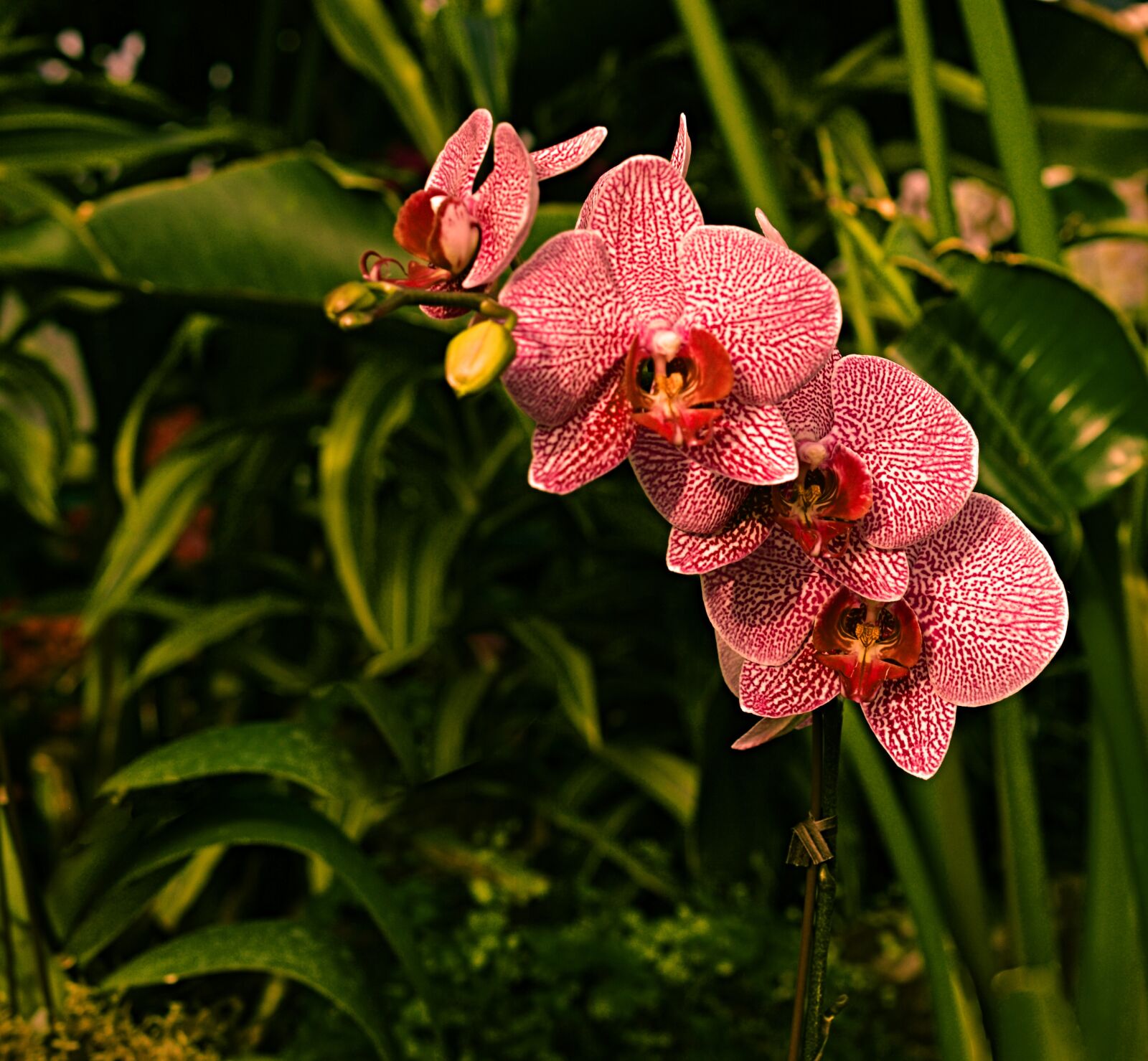 Nikon AF-S DX Micro Nikkor 40mm F2.8 sample photo. Orchid, red, botany photography