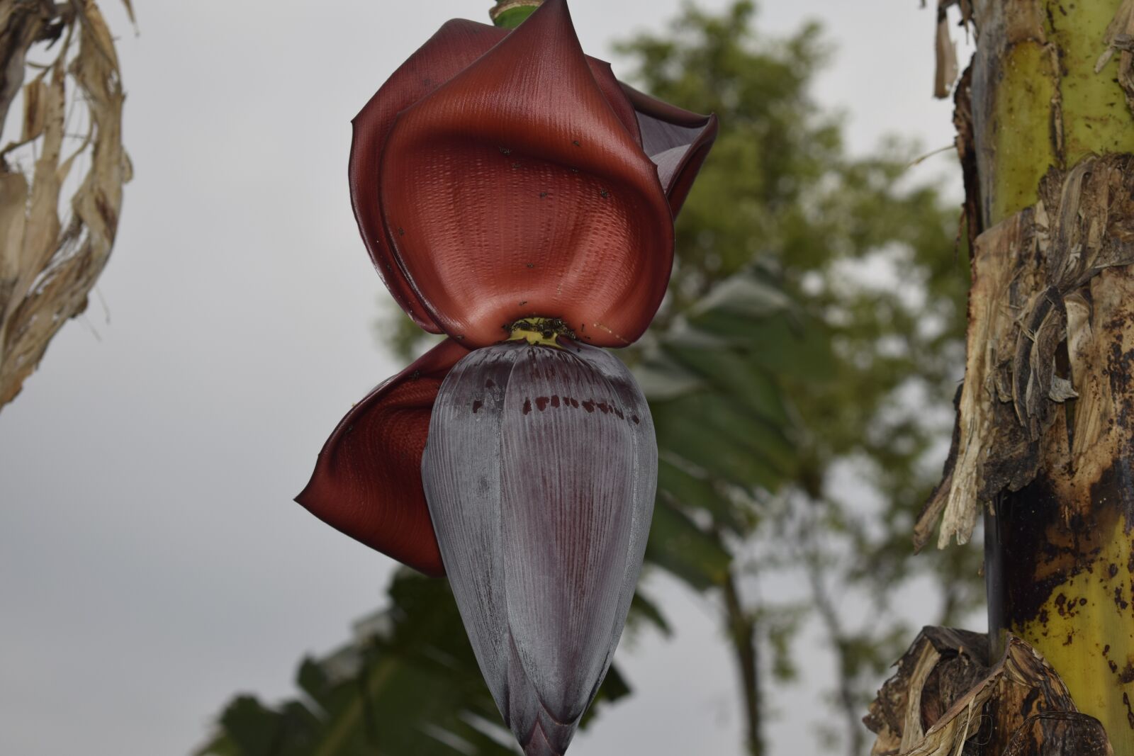 Nikon D5300 sample photo. Banana, banana flower, red photography