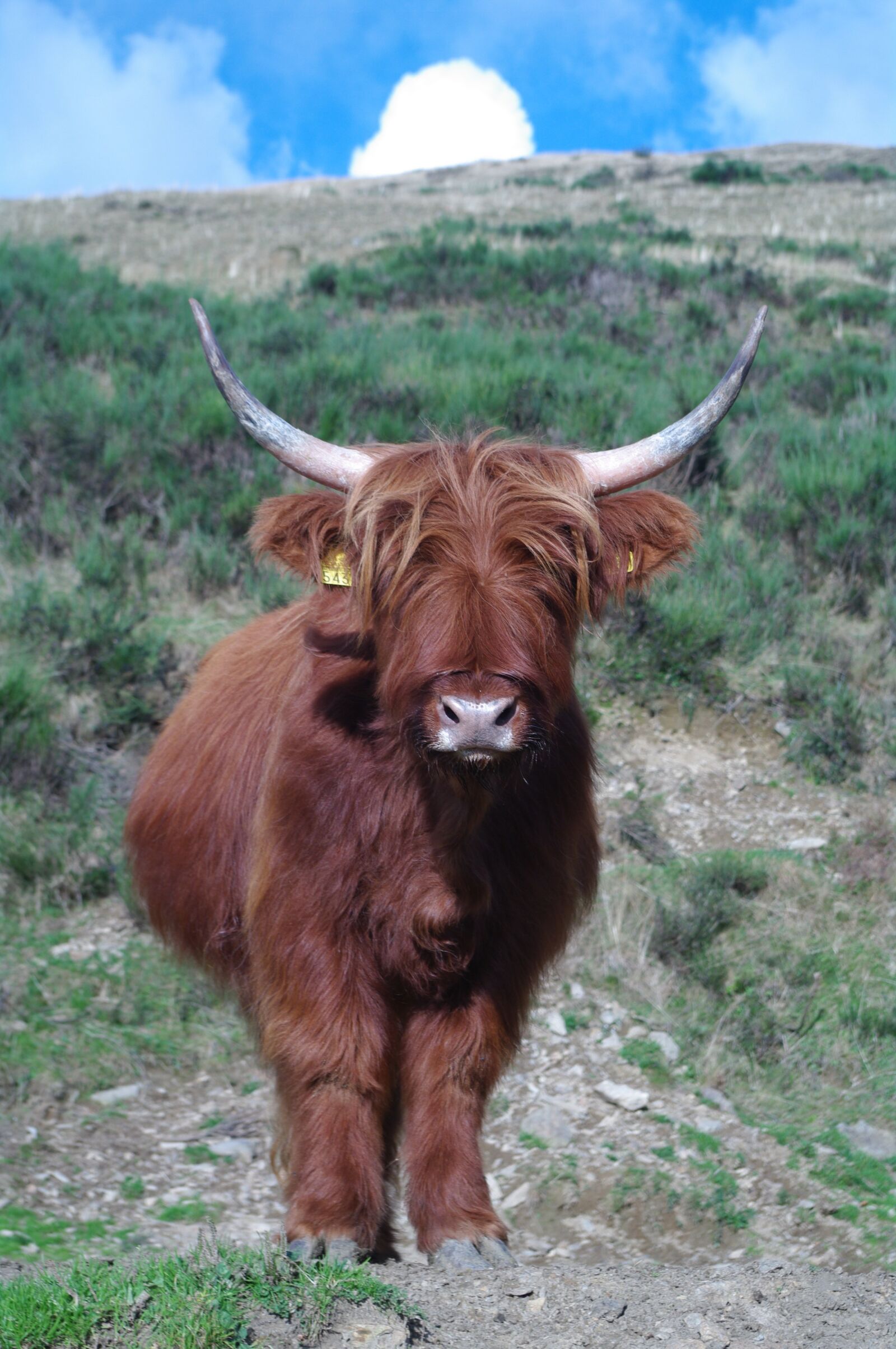 Pentax K20D sample photo. Highland beef, ticino, nature photography