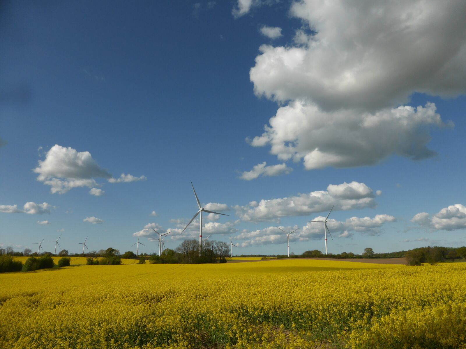 Panasonic DMC-TZ41 sample photo. Oilseed rape, rape blossom photography