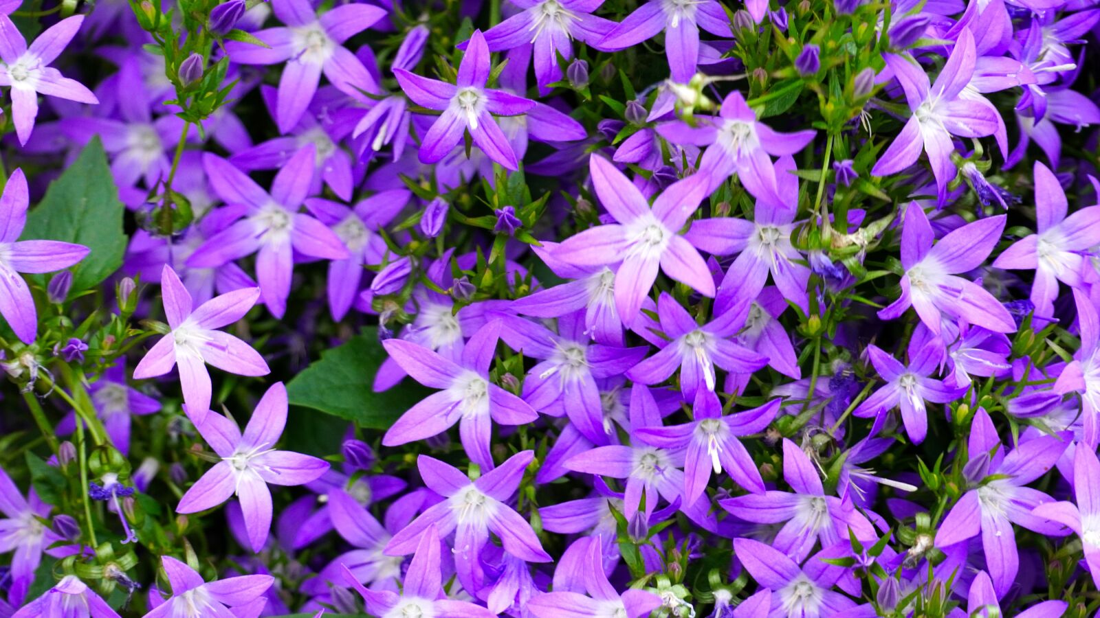 Sony E 70-350mm F4.5-6.3 G OSS sample photo. Flowers, blue, spring photography