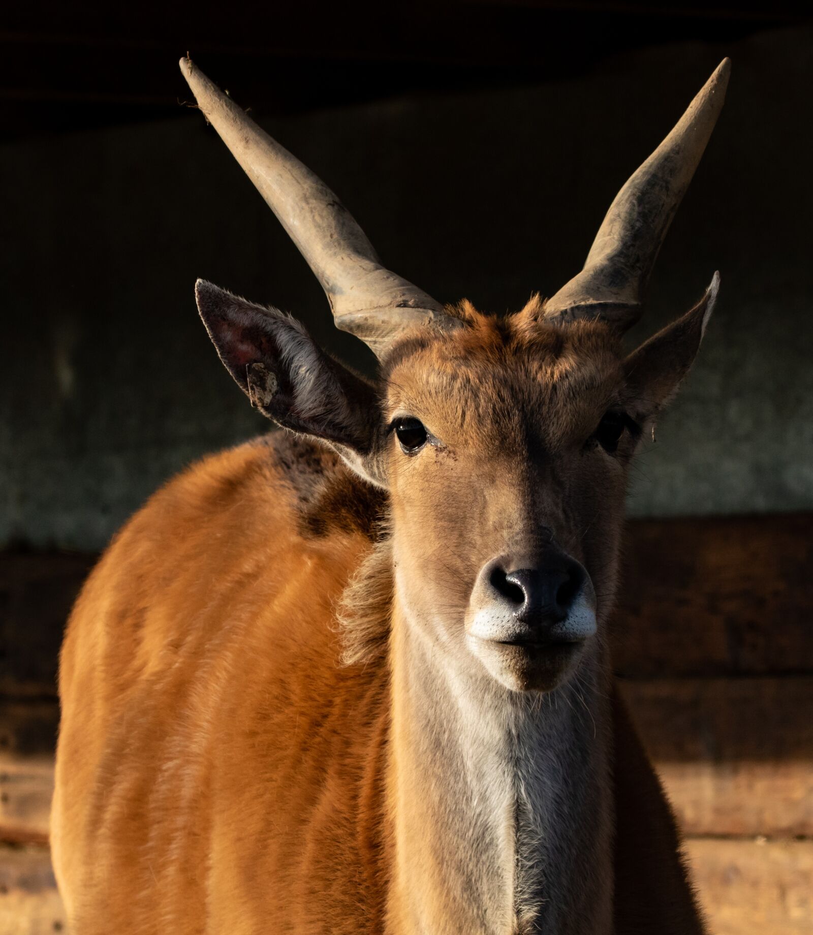 Canon EOS 7D Mark II sample photo. Common eland, taurotragus oryx photography