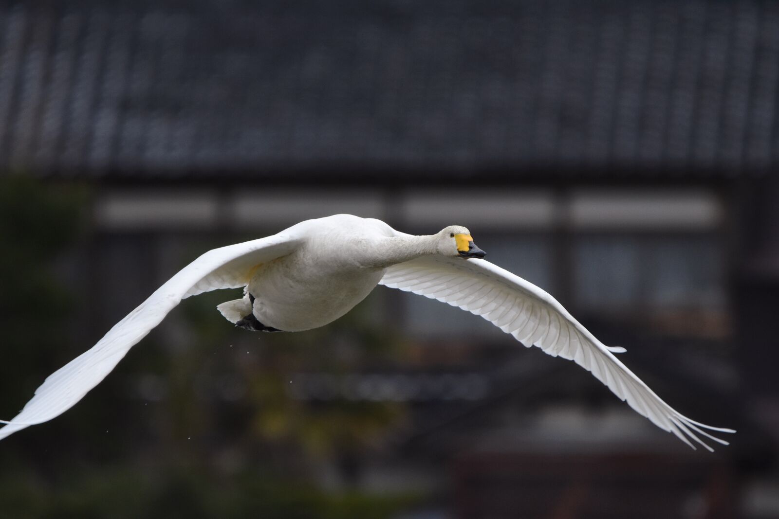 Nikon D7200 sample photo. Animal, bird, wild birds photography