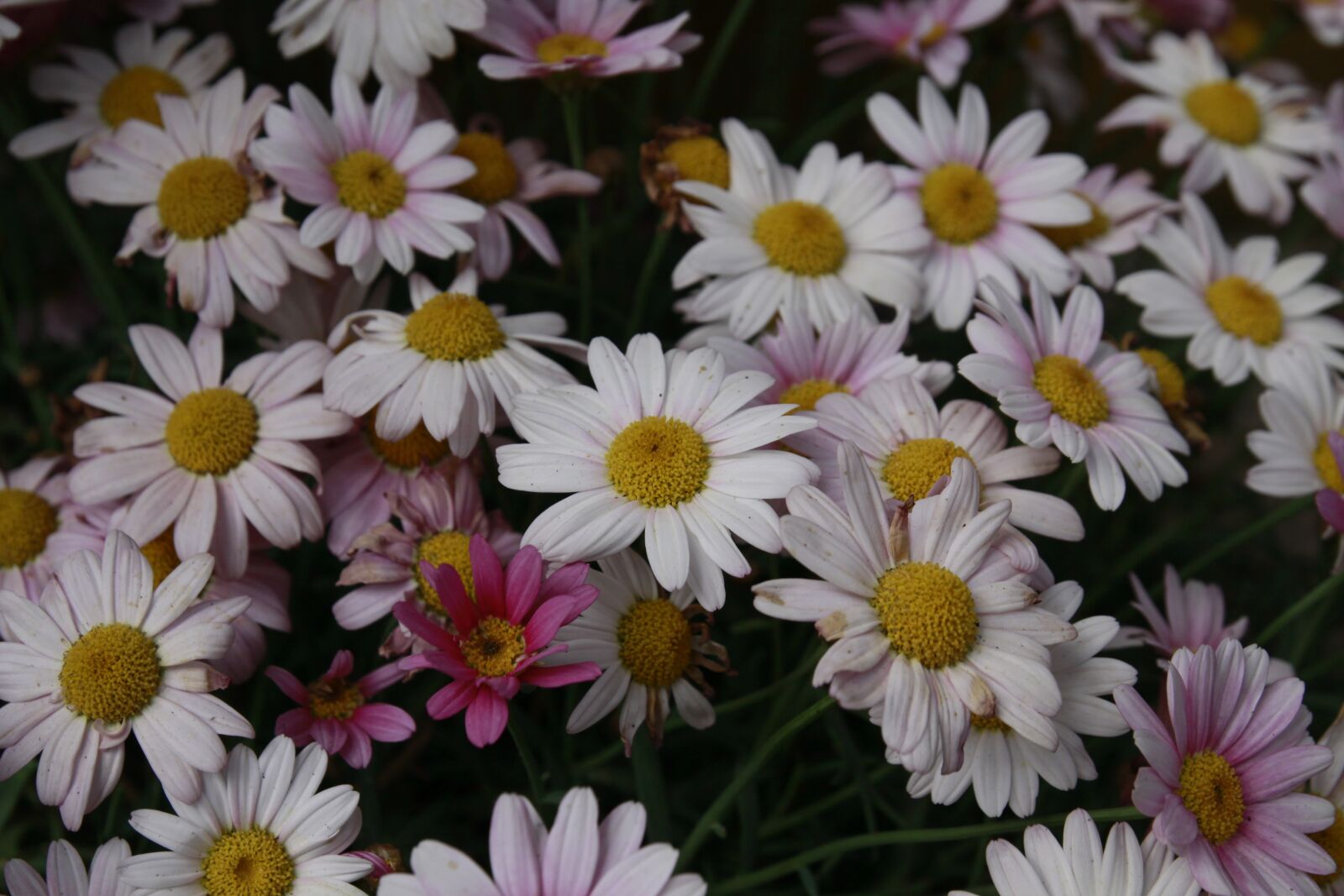 Canon EOS 50D sample photo. Blossom, bloom, flowers photography